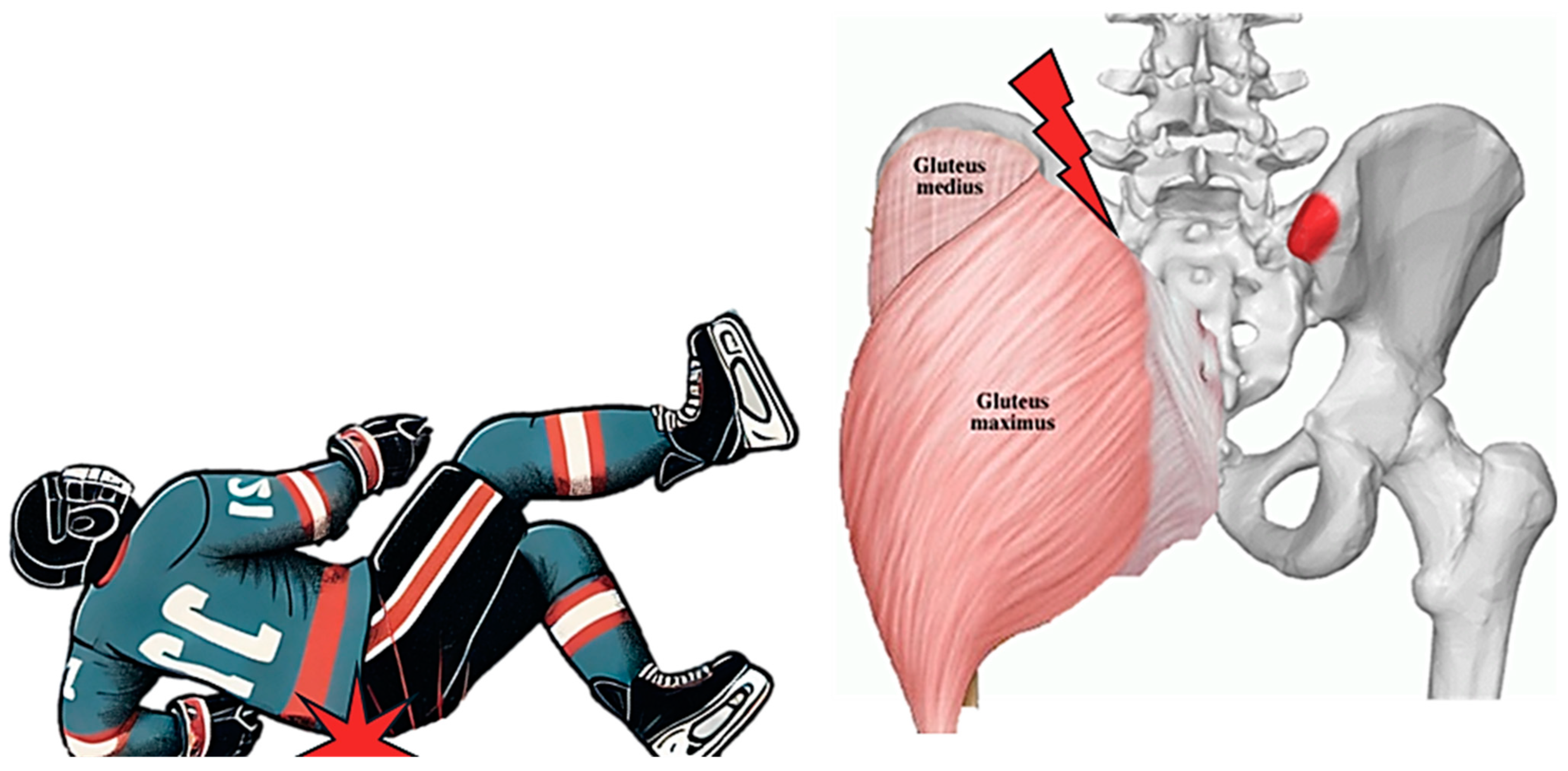 Muscles 04 00012 g001