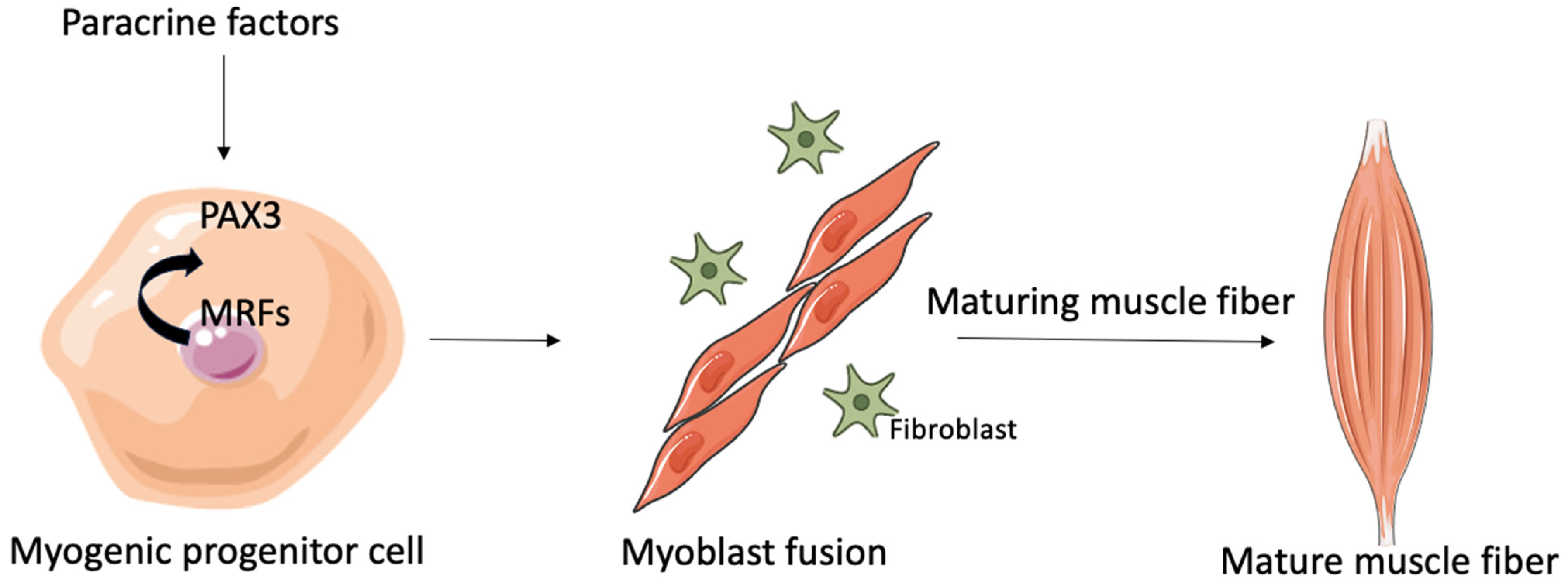 Muscles 04 00022 g001