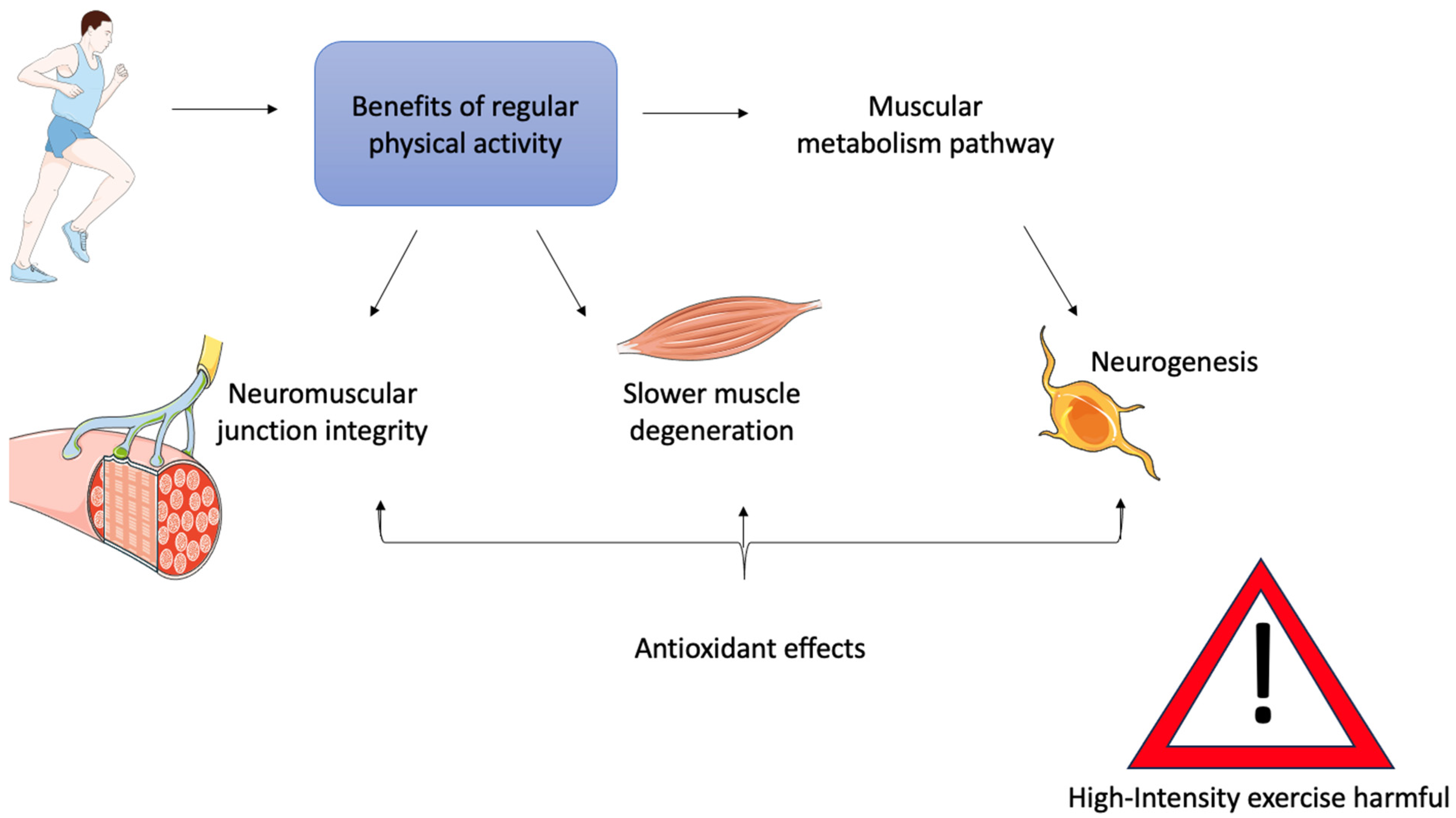 Muscles 04 00022 g003