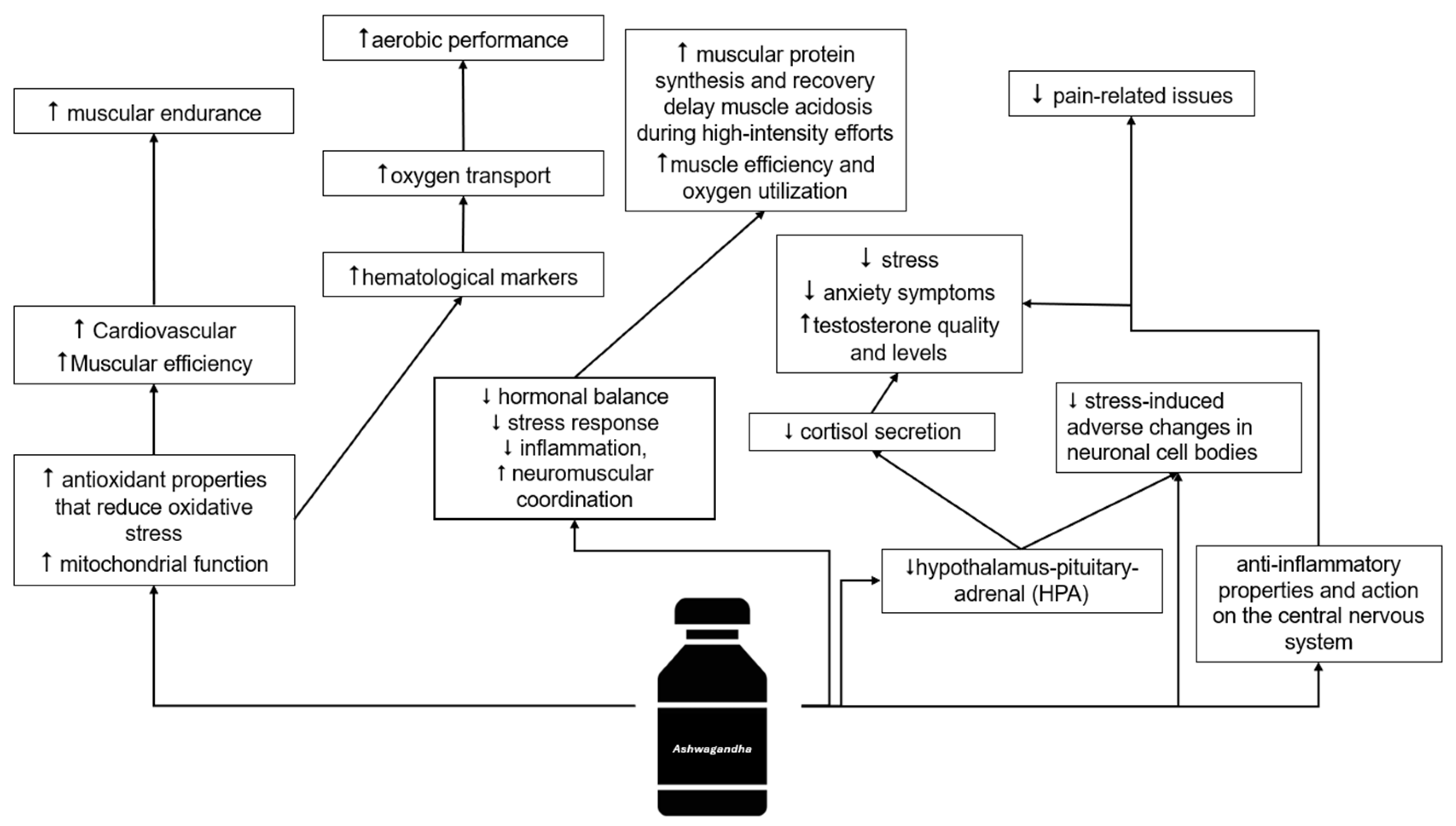 Muscles 04 00024 g005 Muscles 04 00024 g005