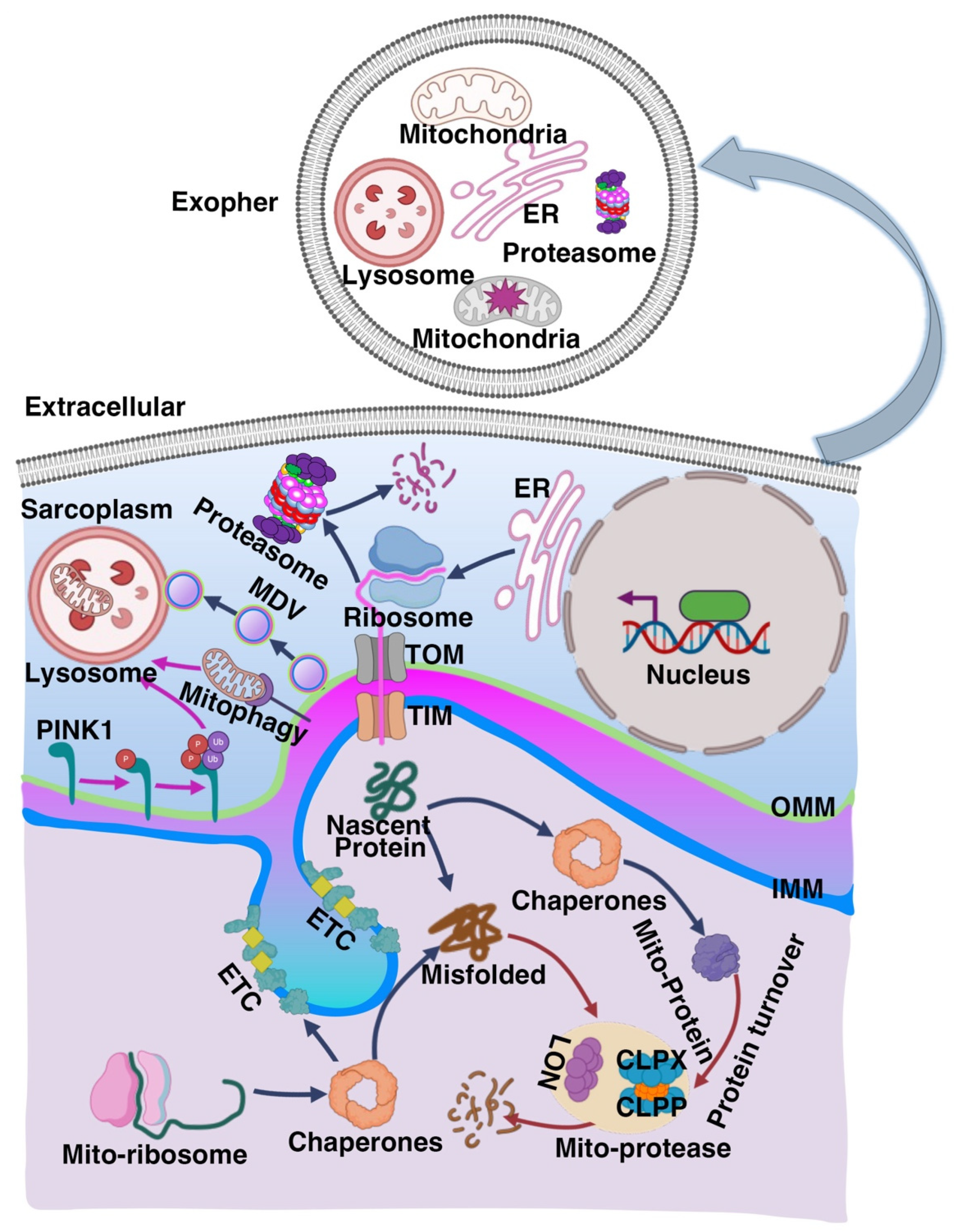 Muscles 04 00026 g001