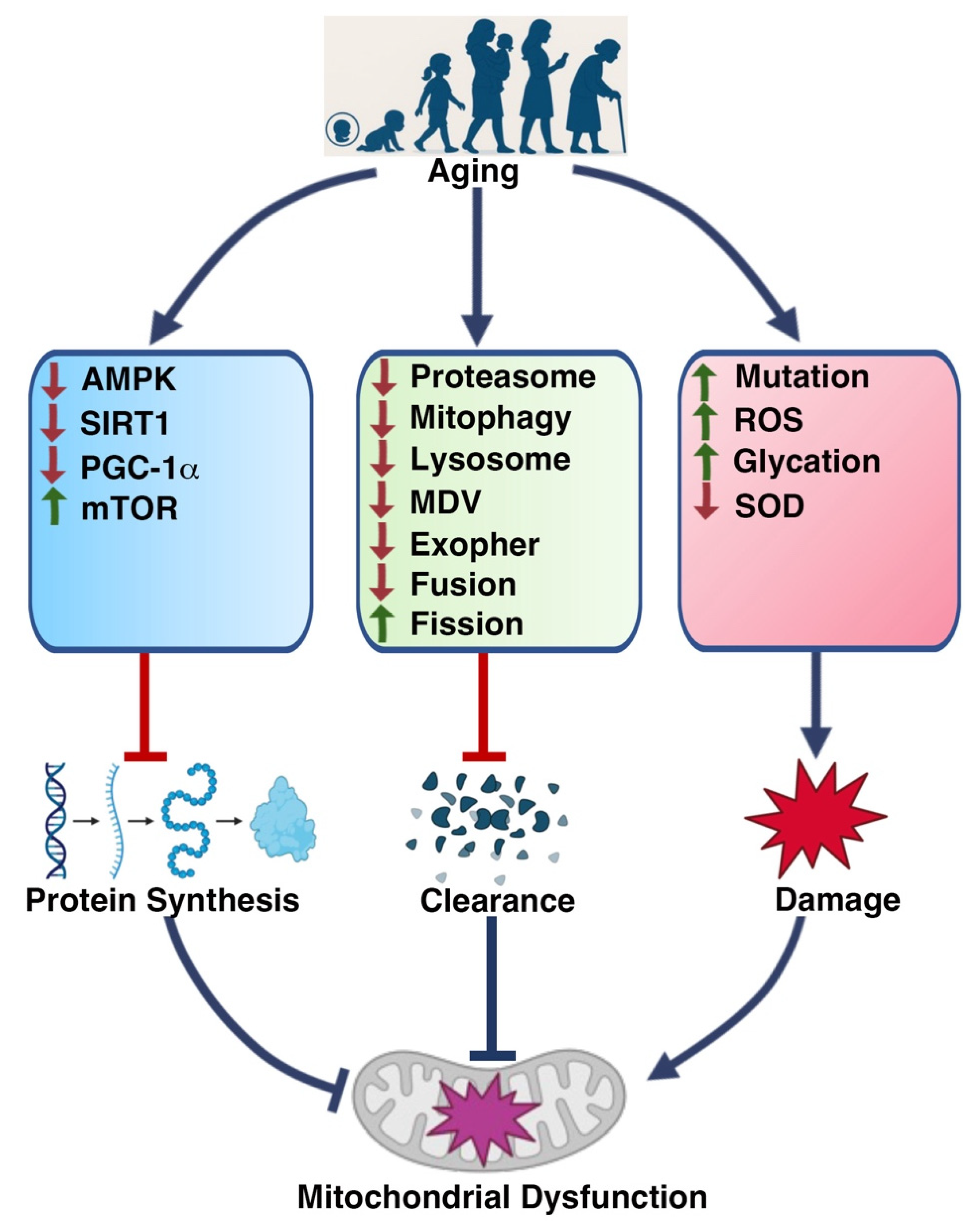 Muscles 04 00026 g002
