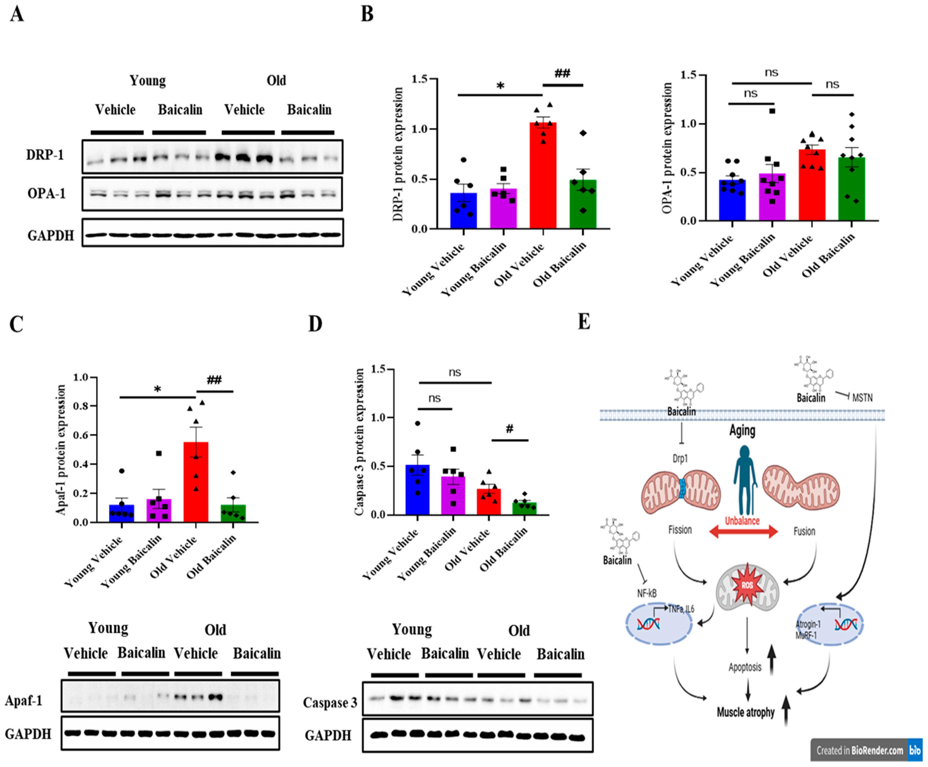 Muscles 04 00035 g004