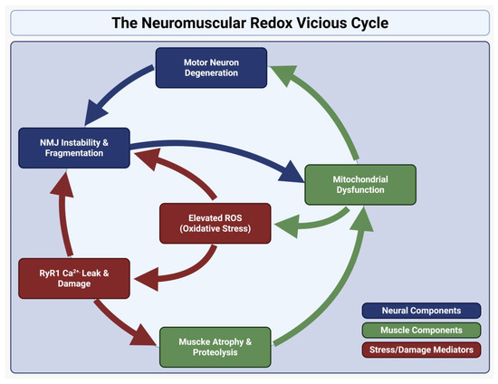 Neuromuscular Mechanisms and Oxidative Stress in Skeletal Muscle ...