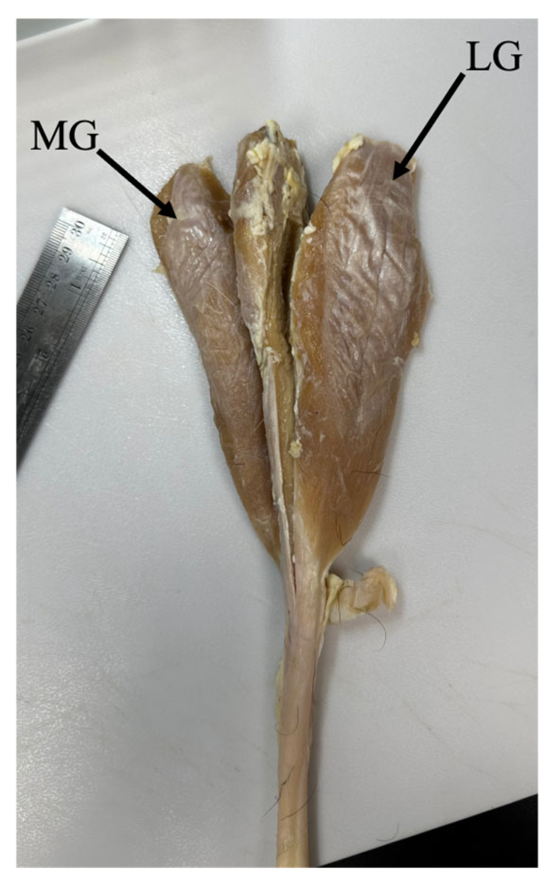 Muscles 05 00020 g002
