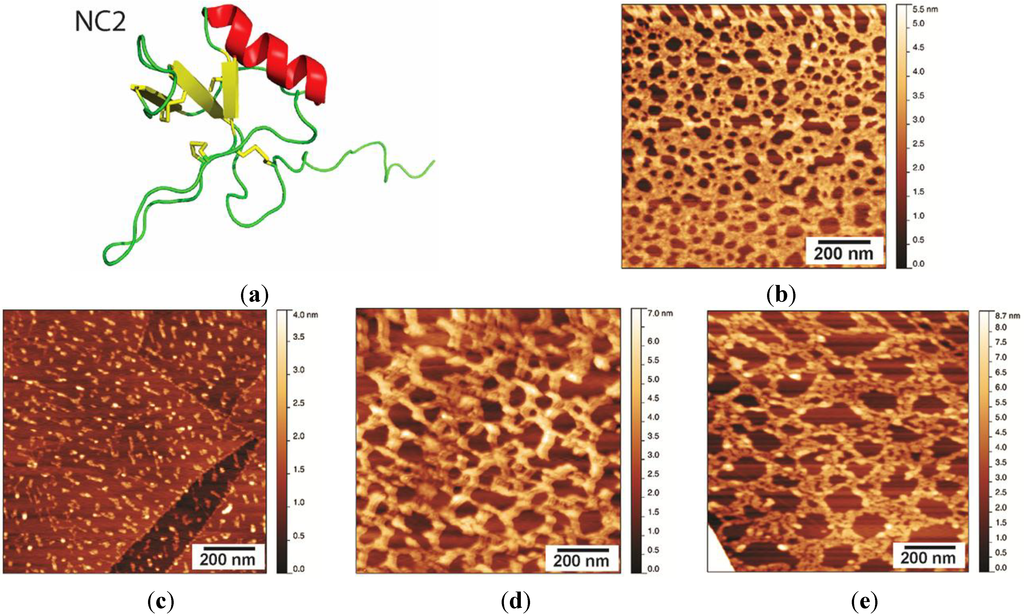 Nanomaterials Free FullText Fungal Hydrophobin Proteins Produce