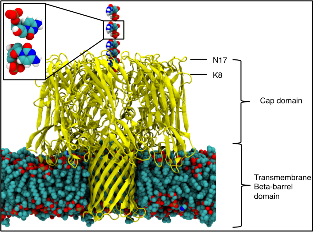 Nanomaterials Free FullText The Nucleotide Capture Region of Alpha