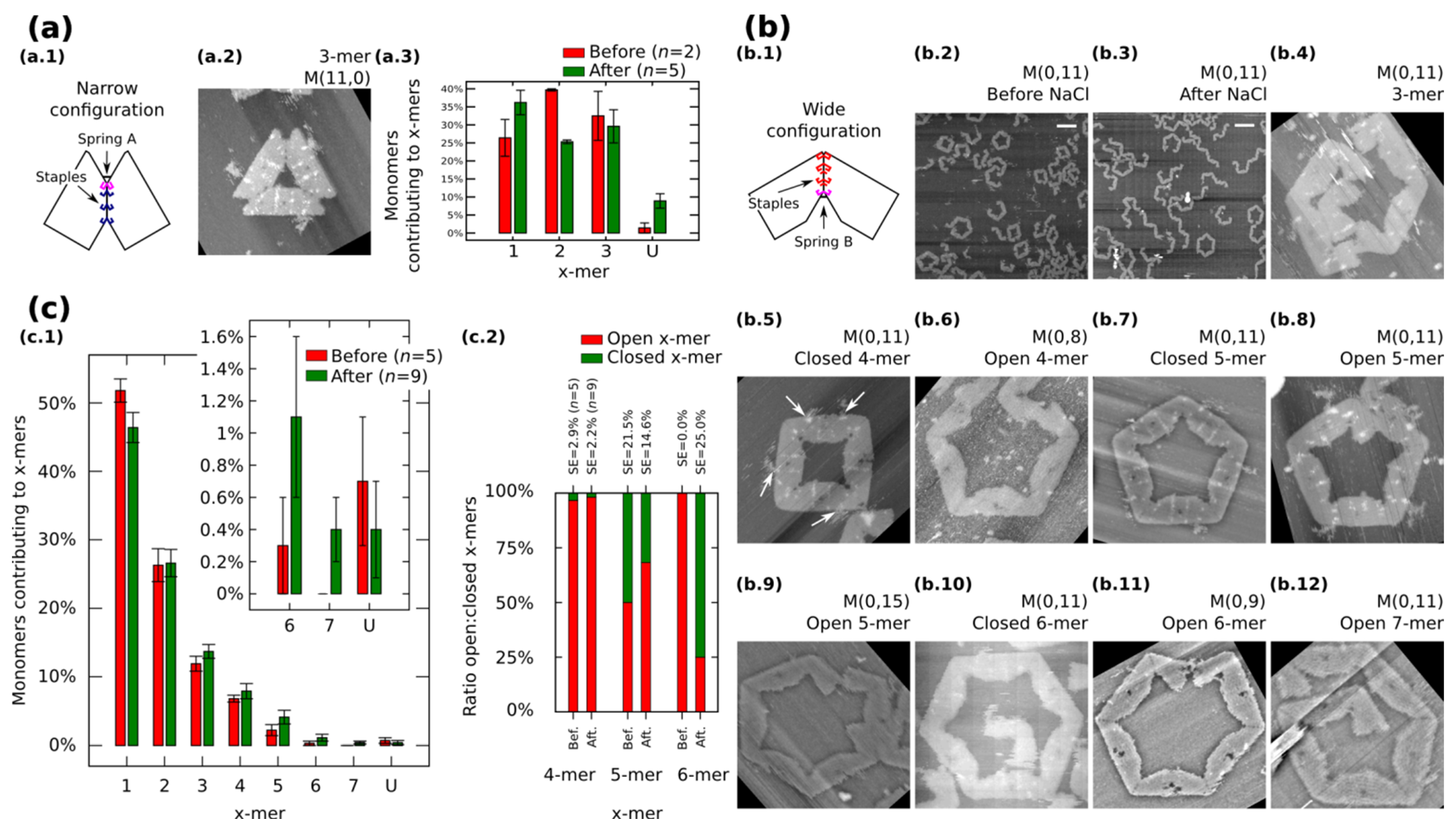 Polymorphic Ring-Shaped Molecular Clusters Made of Shape