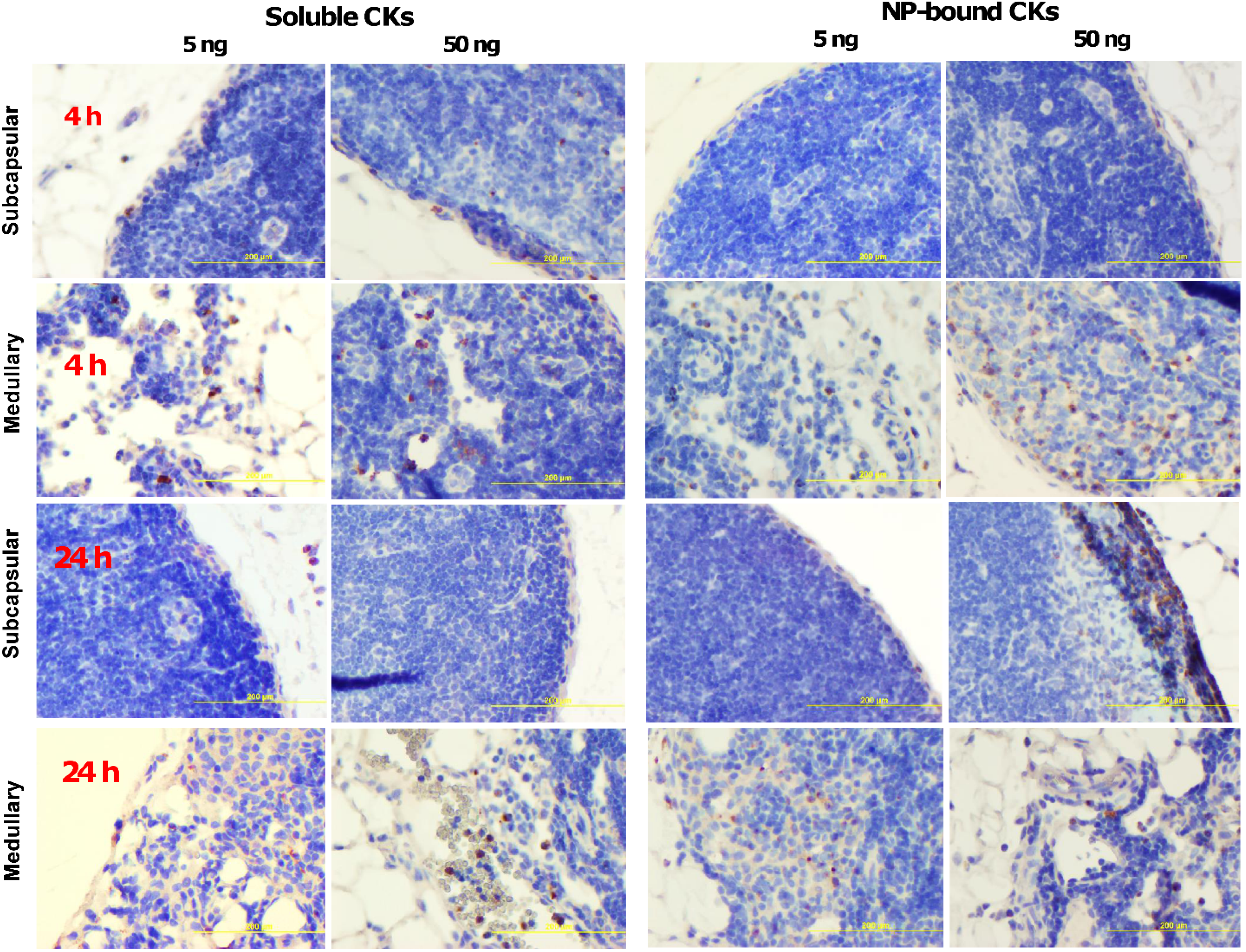 Nanomaterials 05 00298 g006 1024