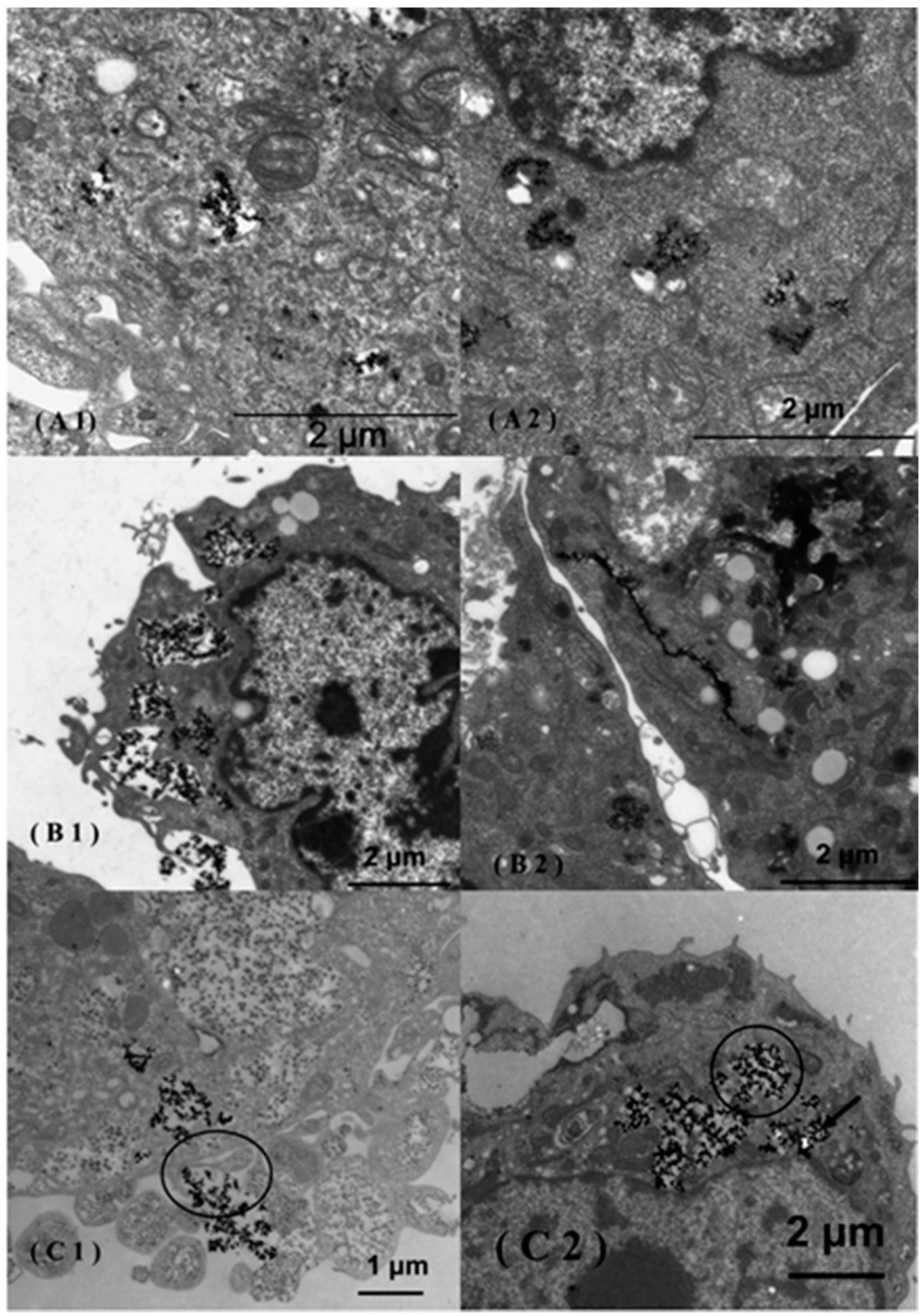 Nanomaterials 05 01004 g001 1024