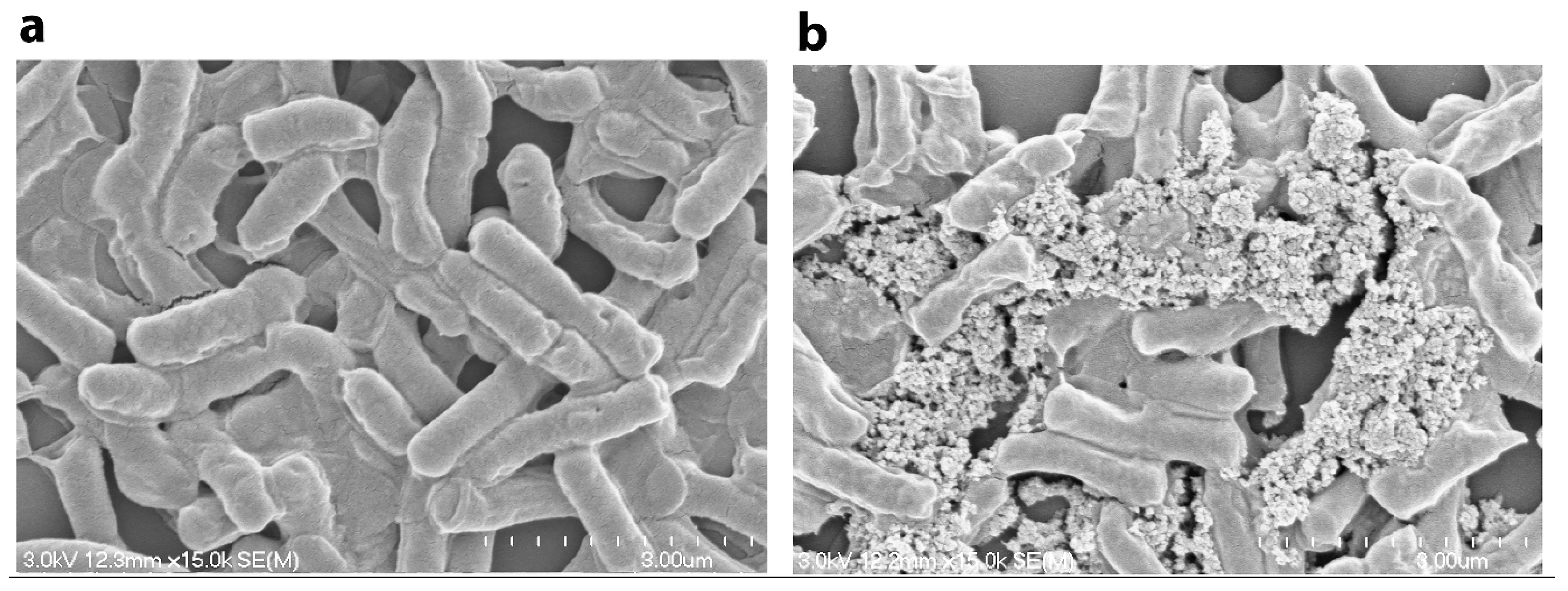 Nanomaterials 06 00001 g006