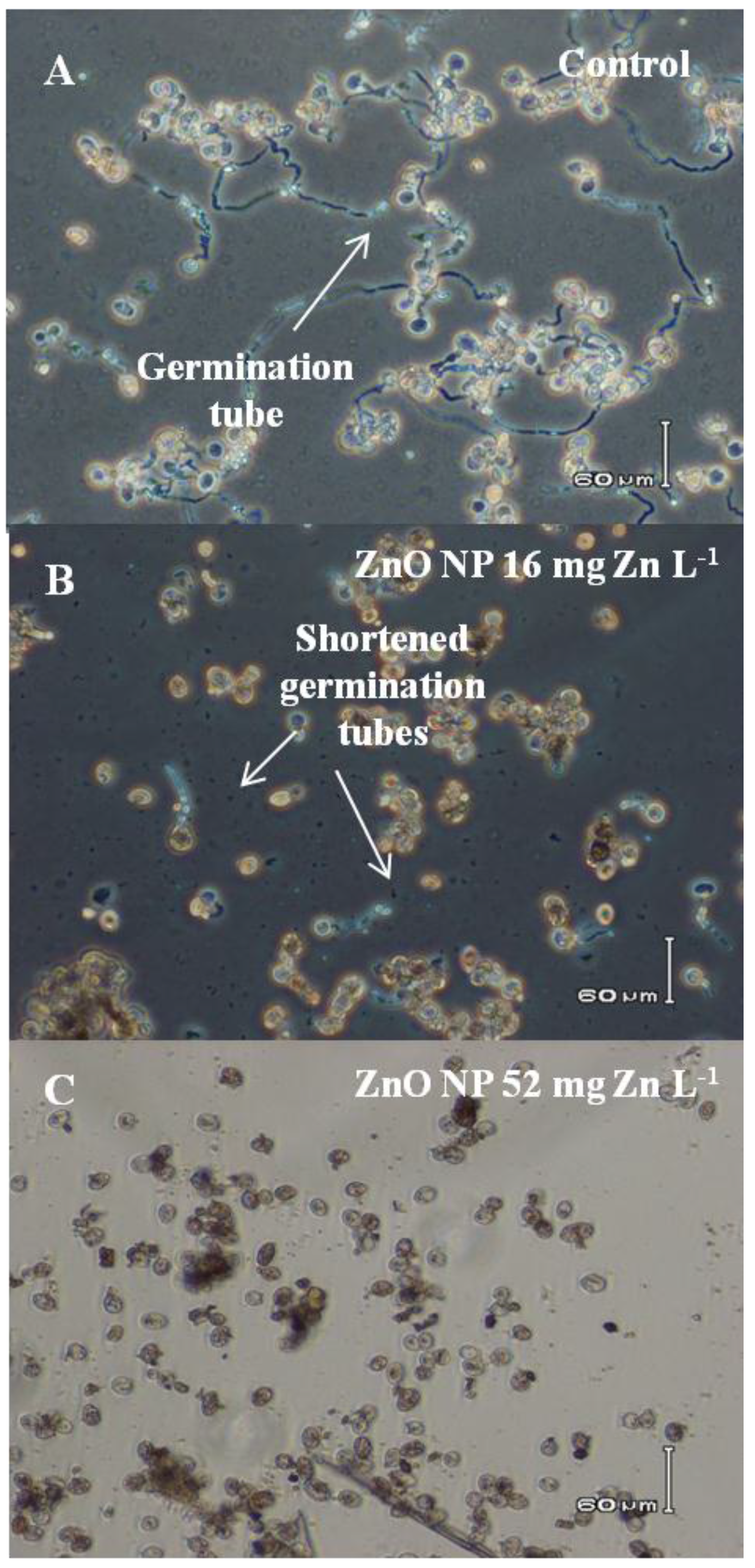 Nanomaterials 06 00050 g004 1024