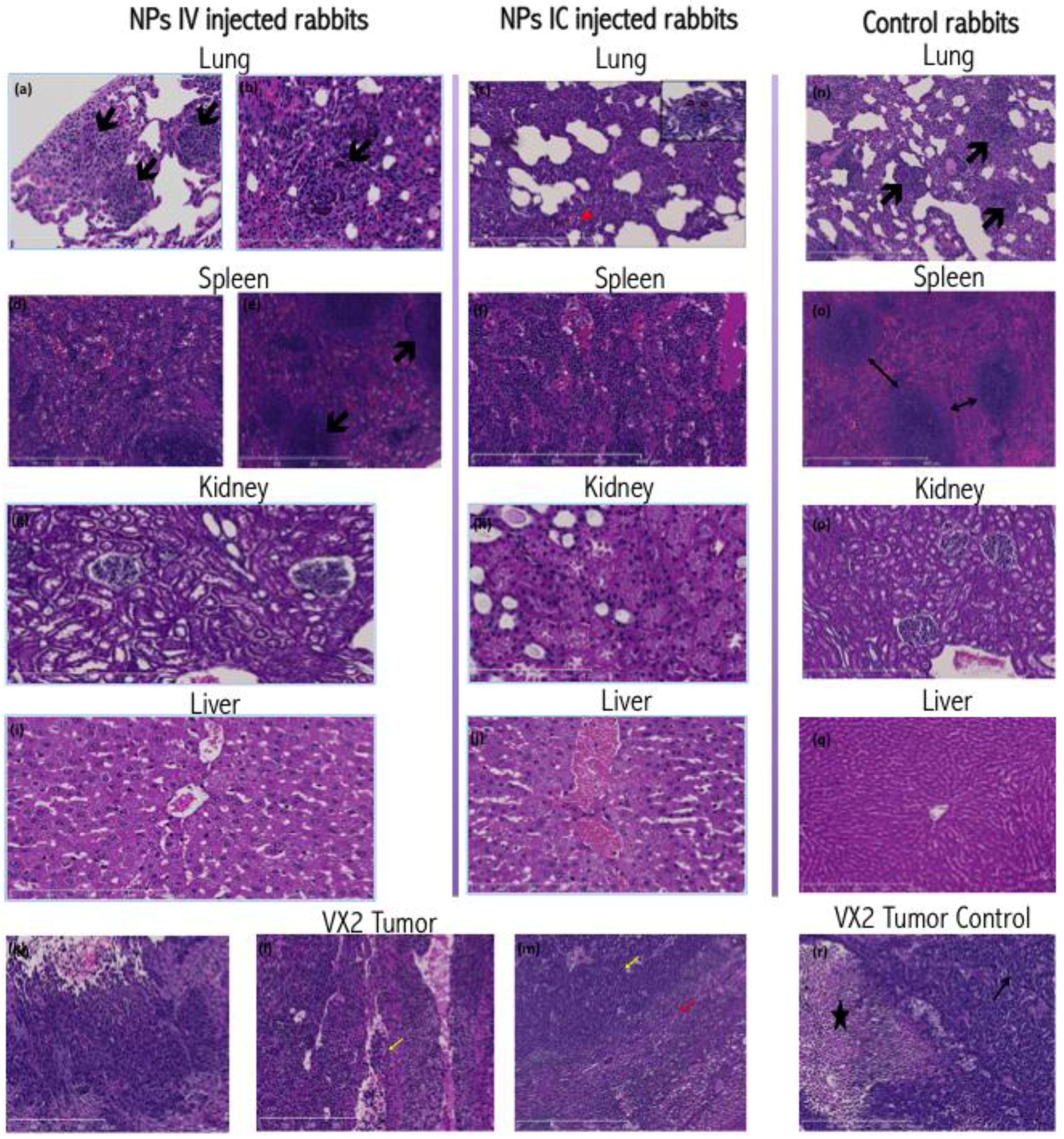 Nanomaterials 06 00143 g002 1024