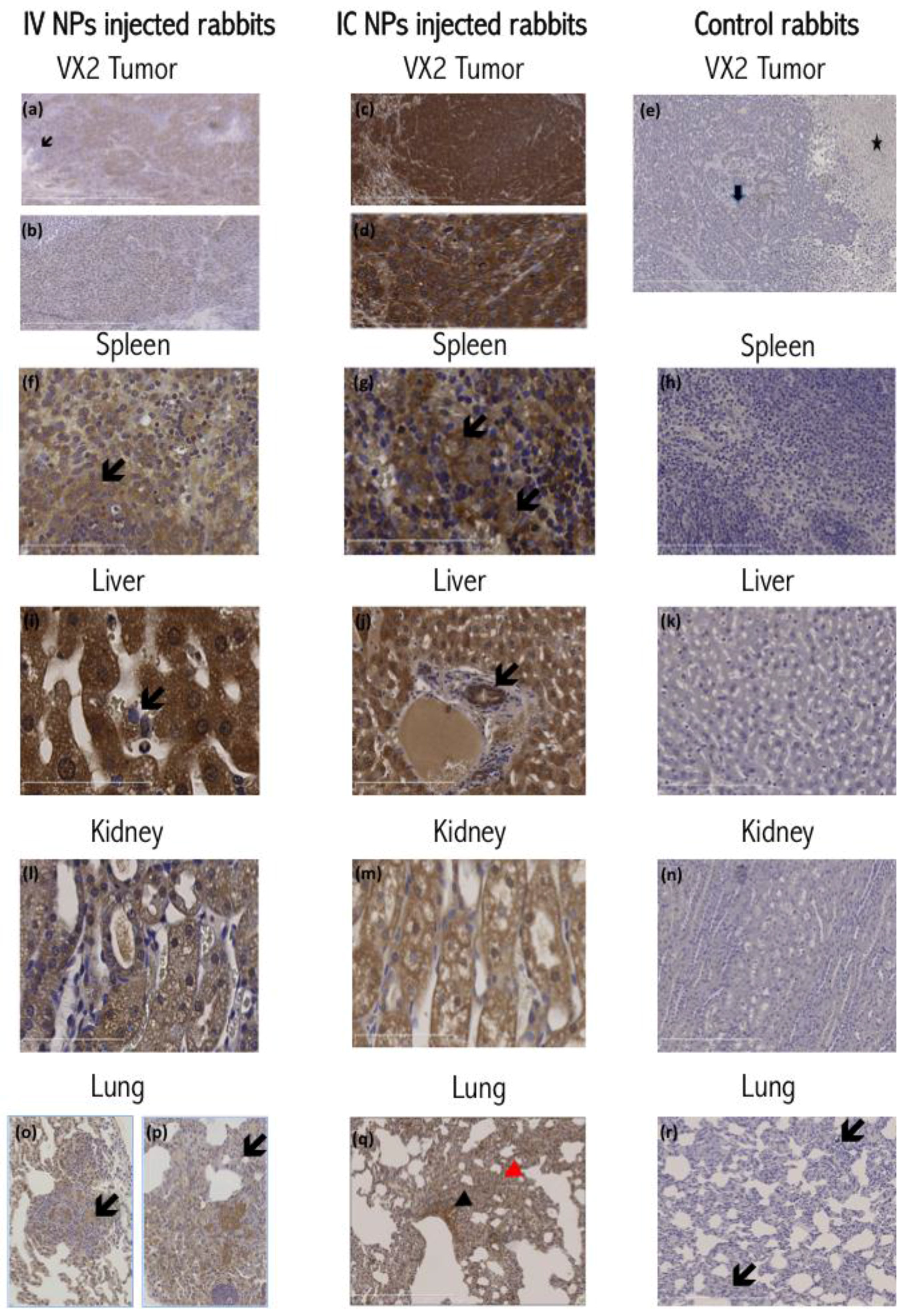 Nanomaterials 06 00143 g003 1024