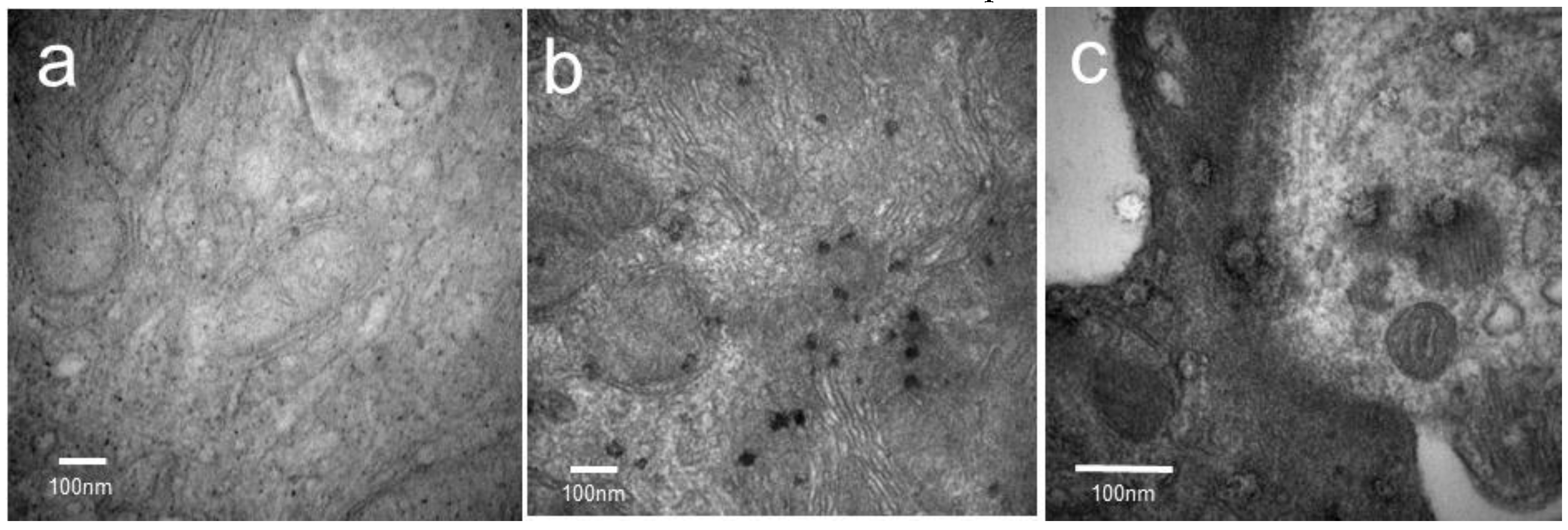Nanomaterials 06 00223 g005 550