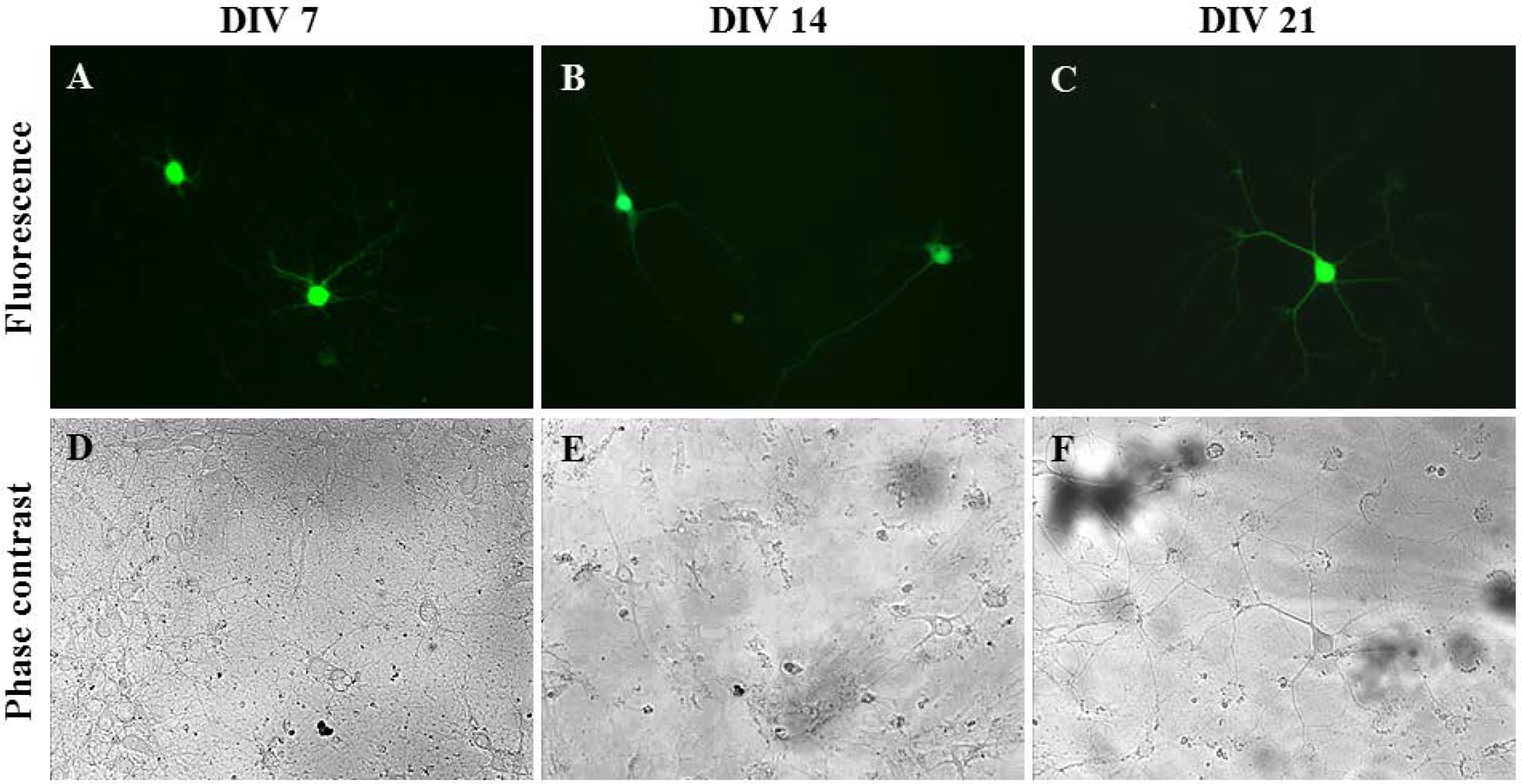 Nanomaterials 07 00028 g004