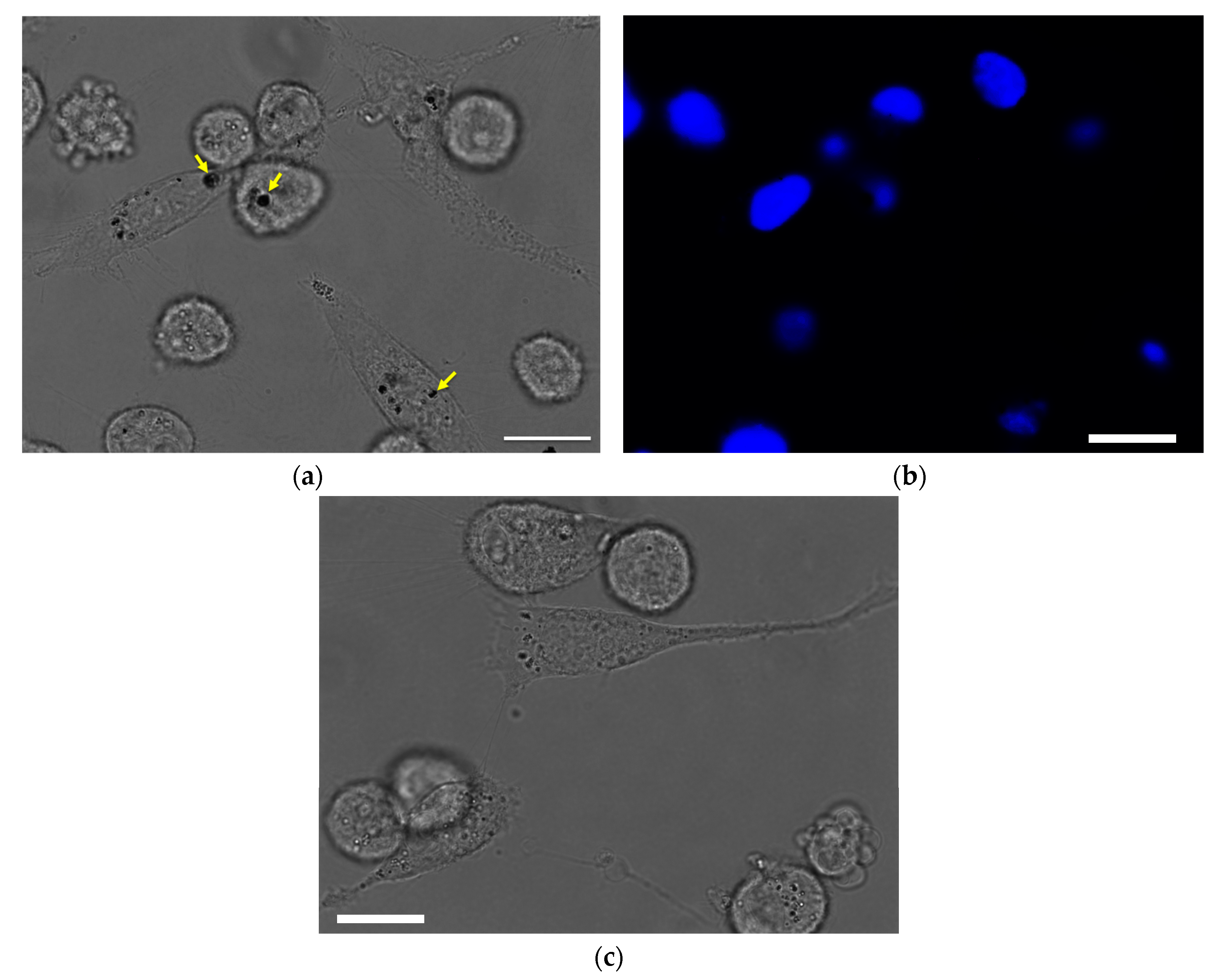 Nanomaterials 07 00127 g005