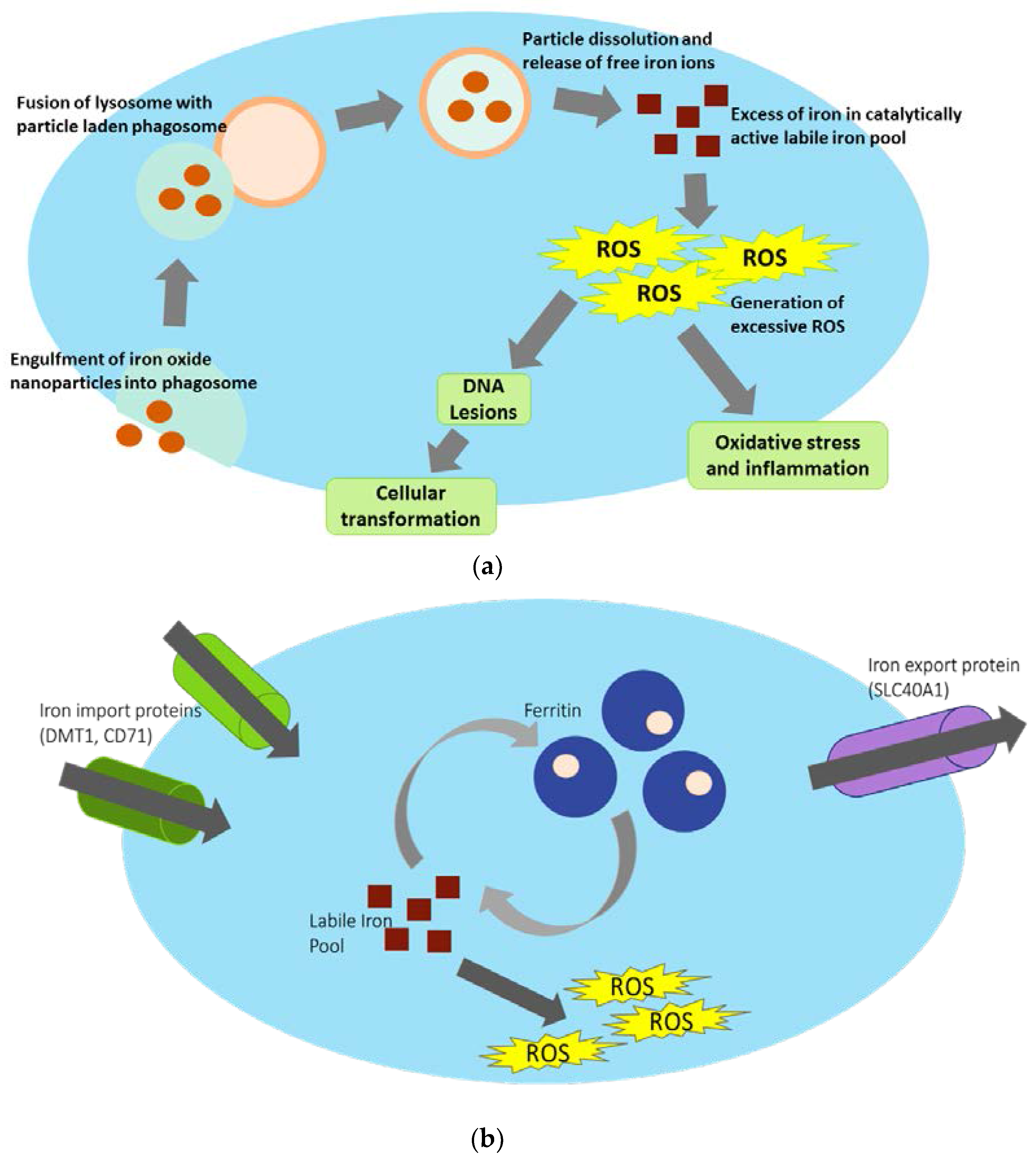 Nanomaterials | Free Full-Text | Potential Toxicity and Underlying