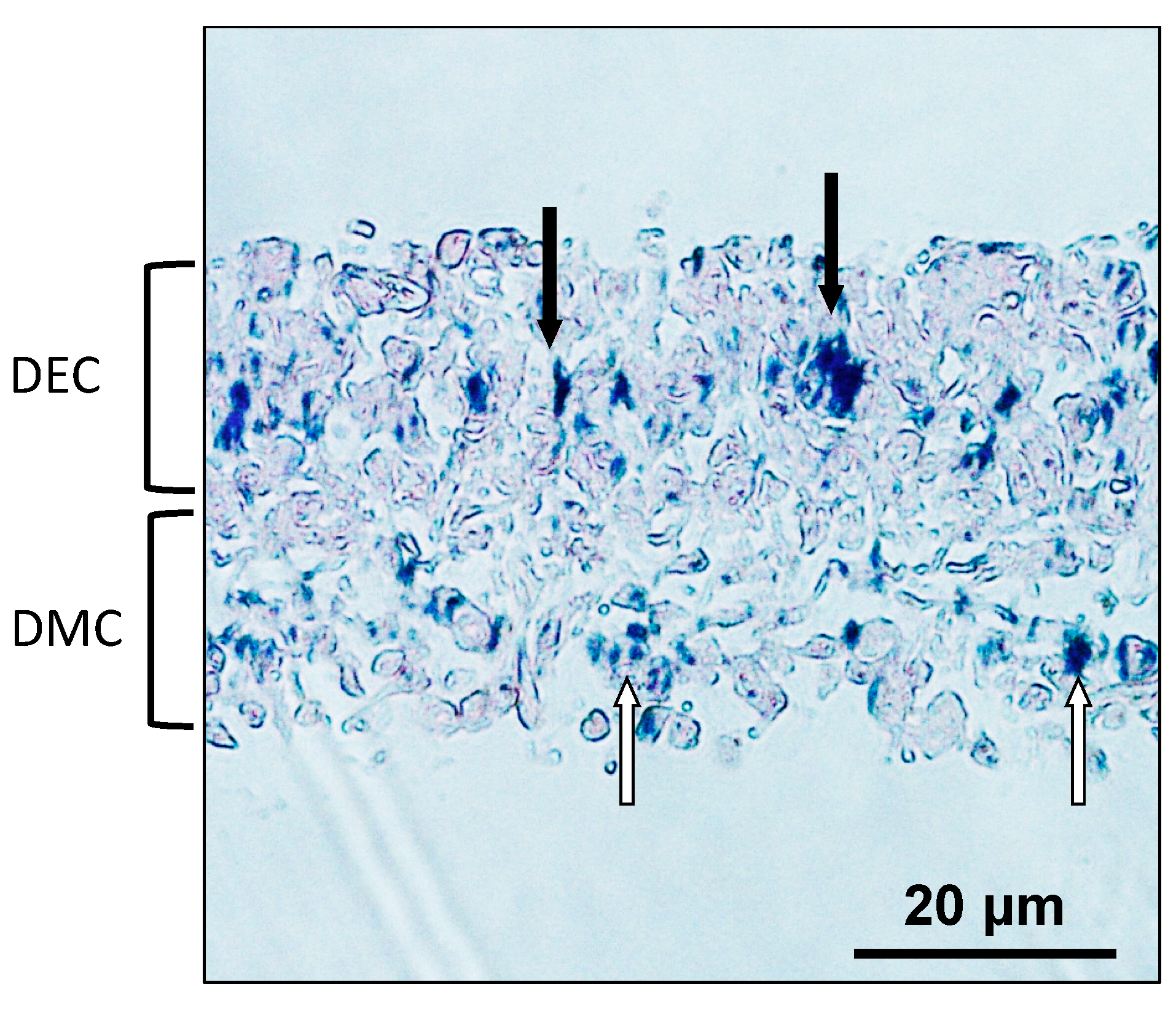 Nanomaterials 07 00322 g006
