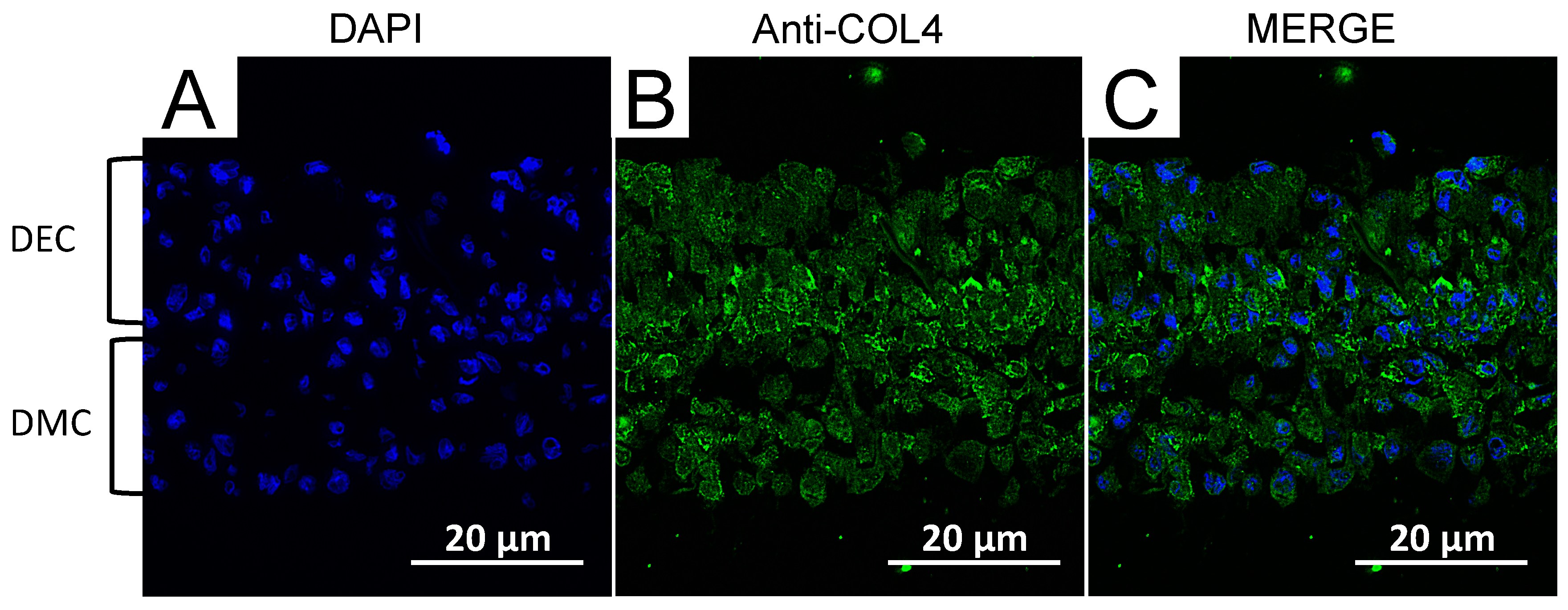 Nanomaterials 07 00322 g008
