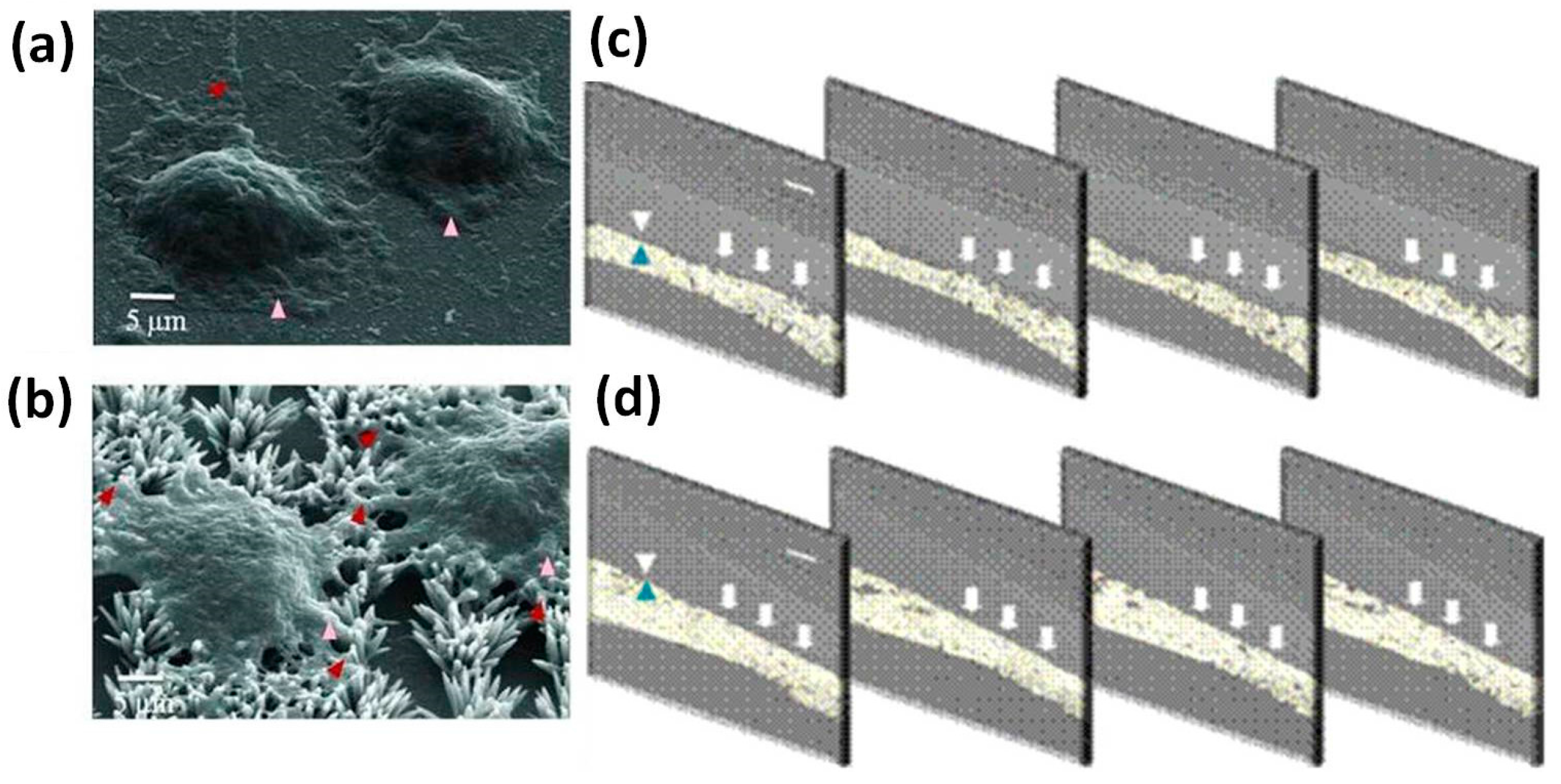 Nanomaterials 07 00374 g004