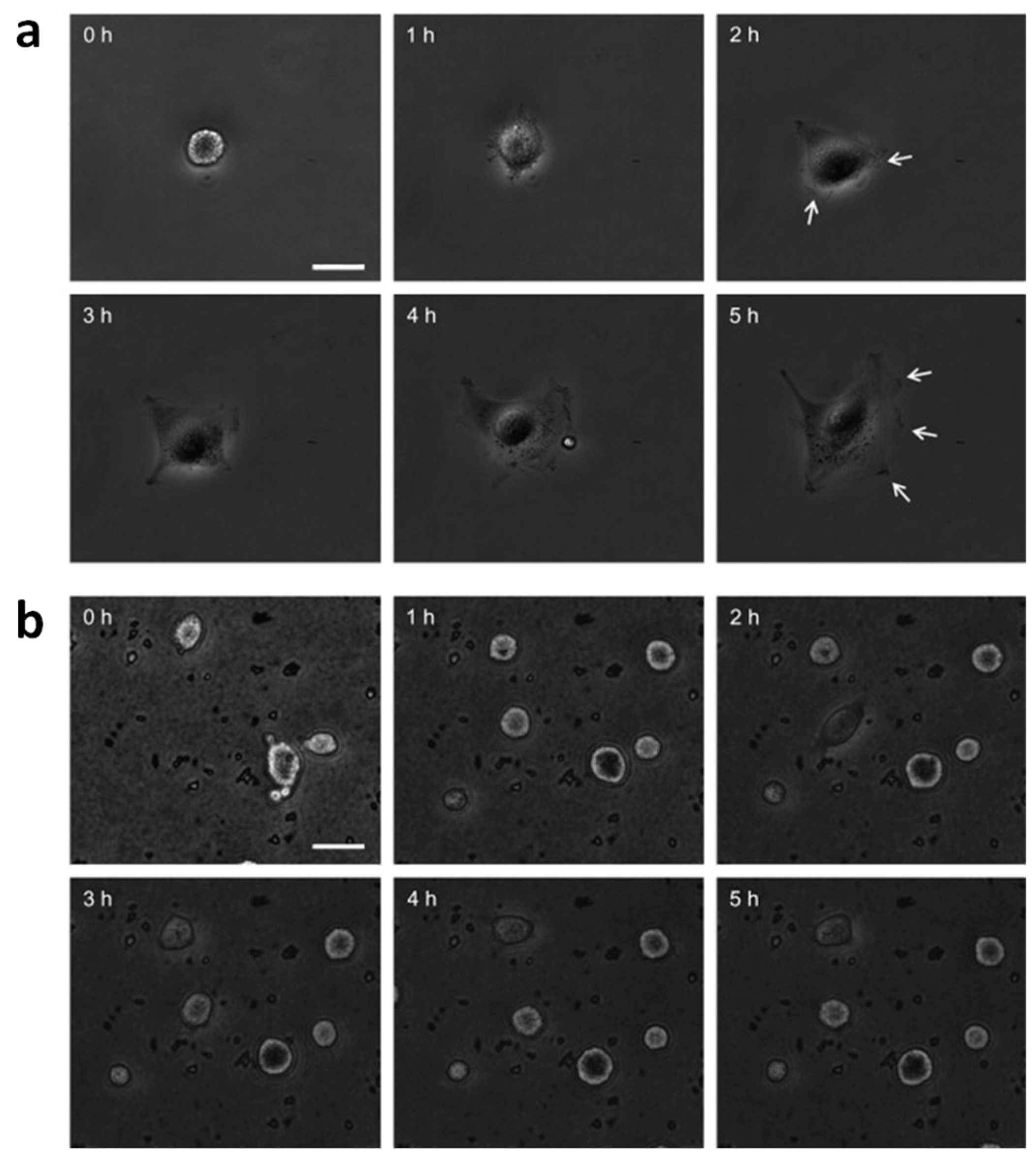 Nanomaterials 07 00374 g010