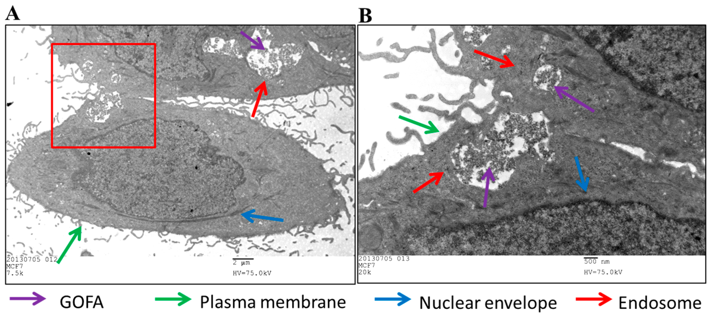 Nanomaterials 07 00388 g006 550