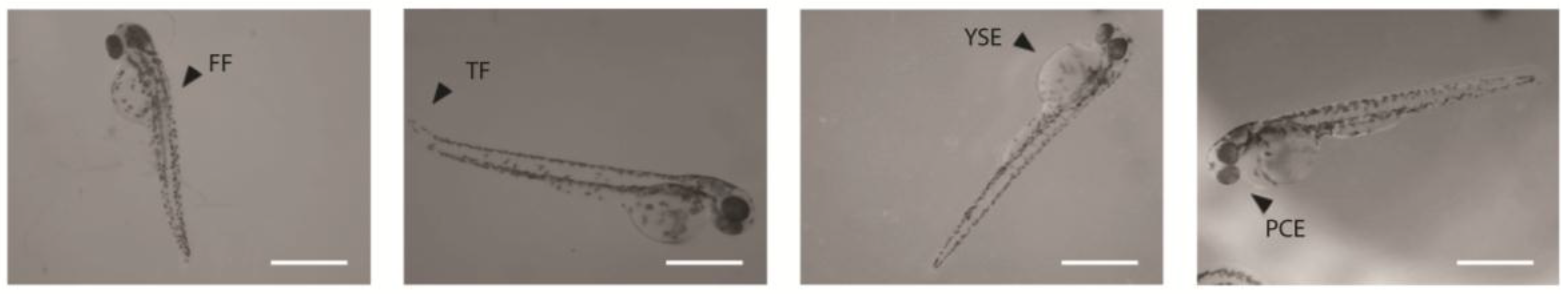 Nanomaterials 07 00414 g010