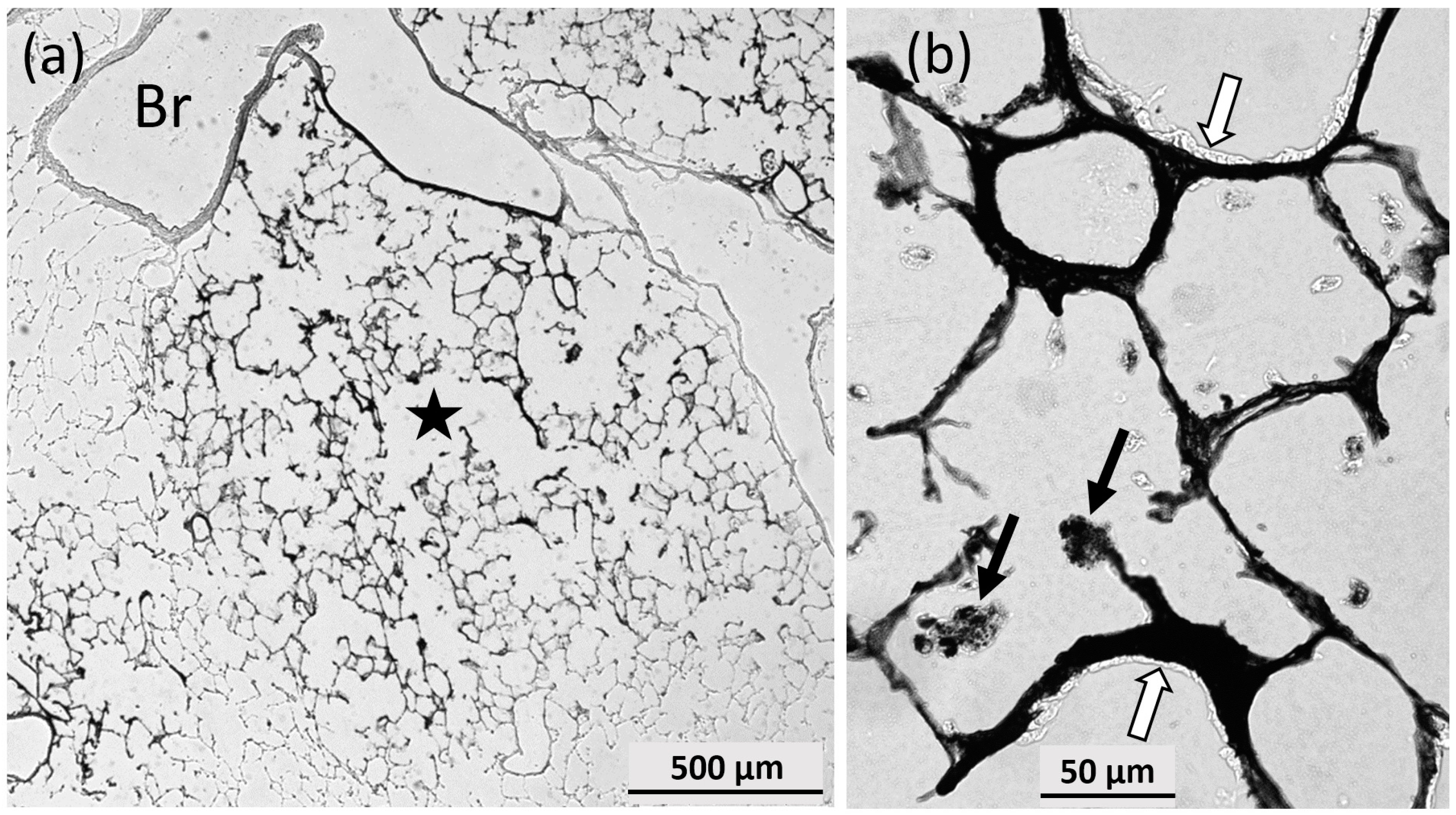 Nanomaterials 07 00441 g011