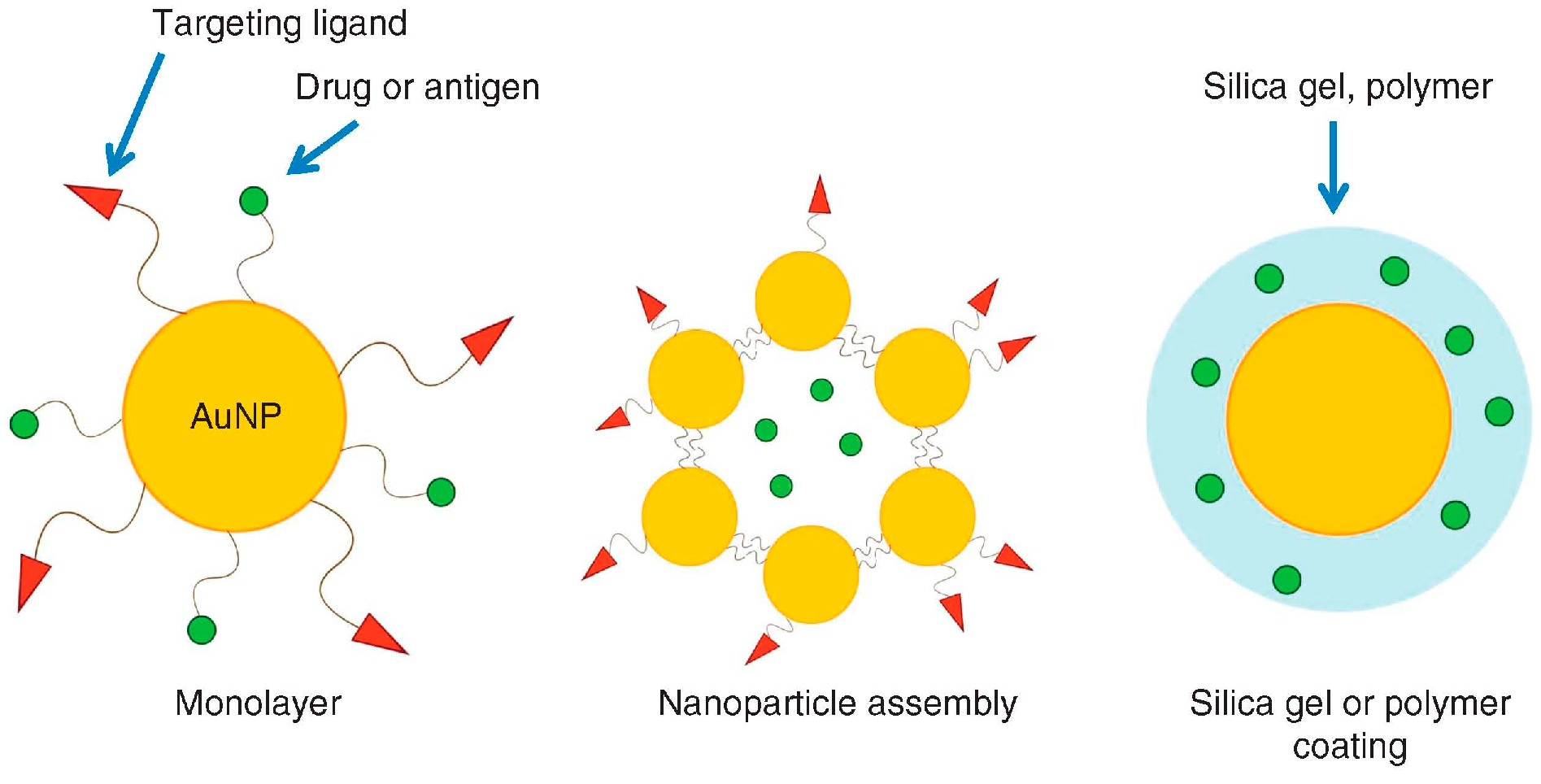Nanomaterials Free Full Text Hydrophobic And Hydrophilic Au And Ag Nanoparticles Breakthroughs And Perspectives Html