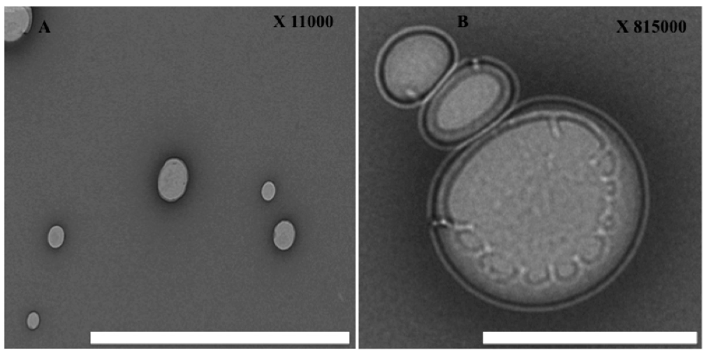Nanomaterials 08 00034 g003 Nanomaterials 08 00034 g003