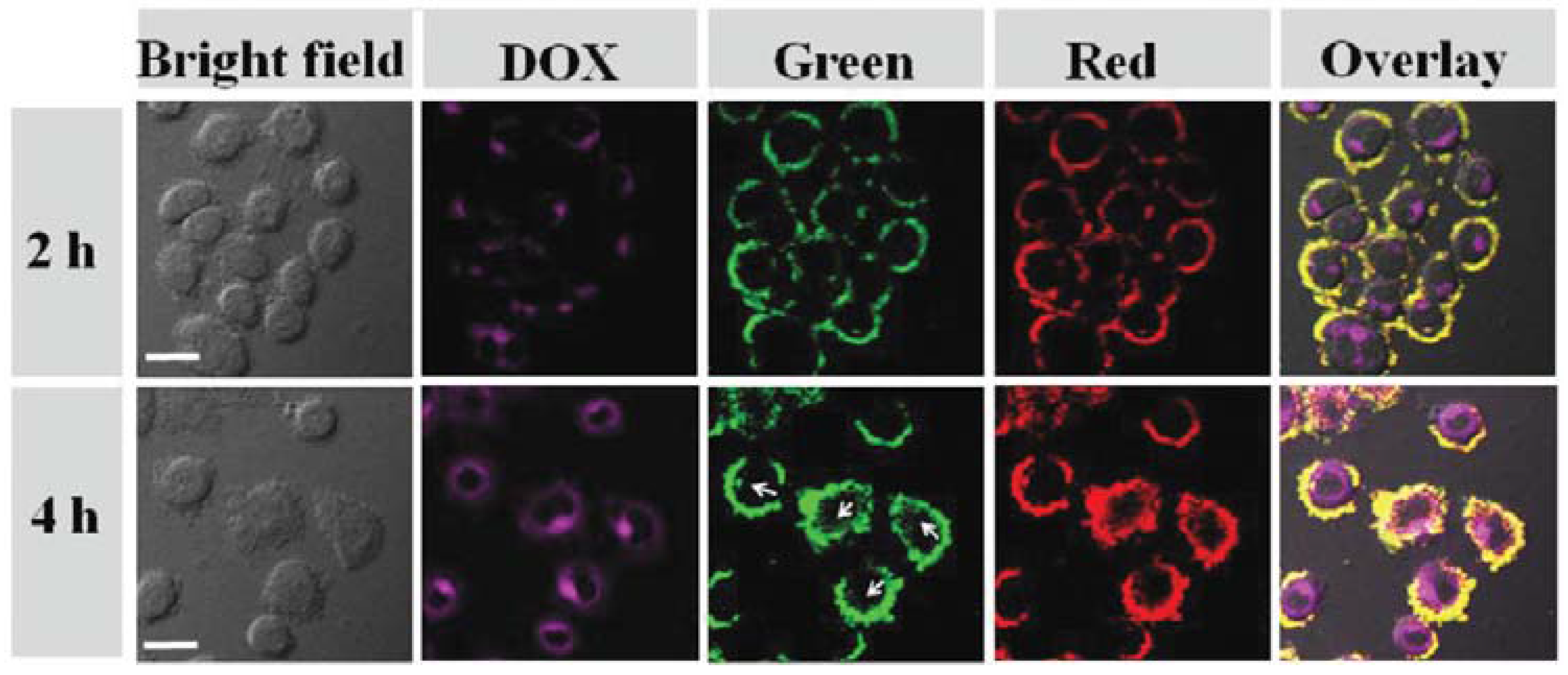 Nanomaterials 08 00085 g007 550