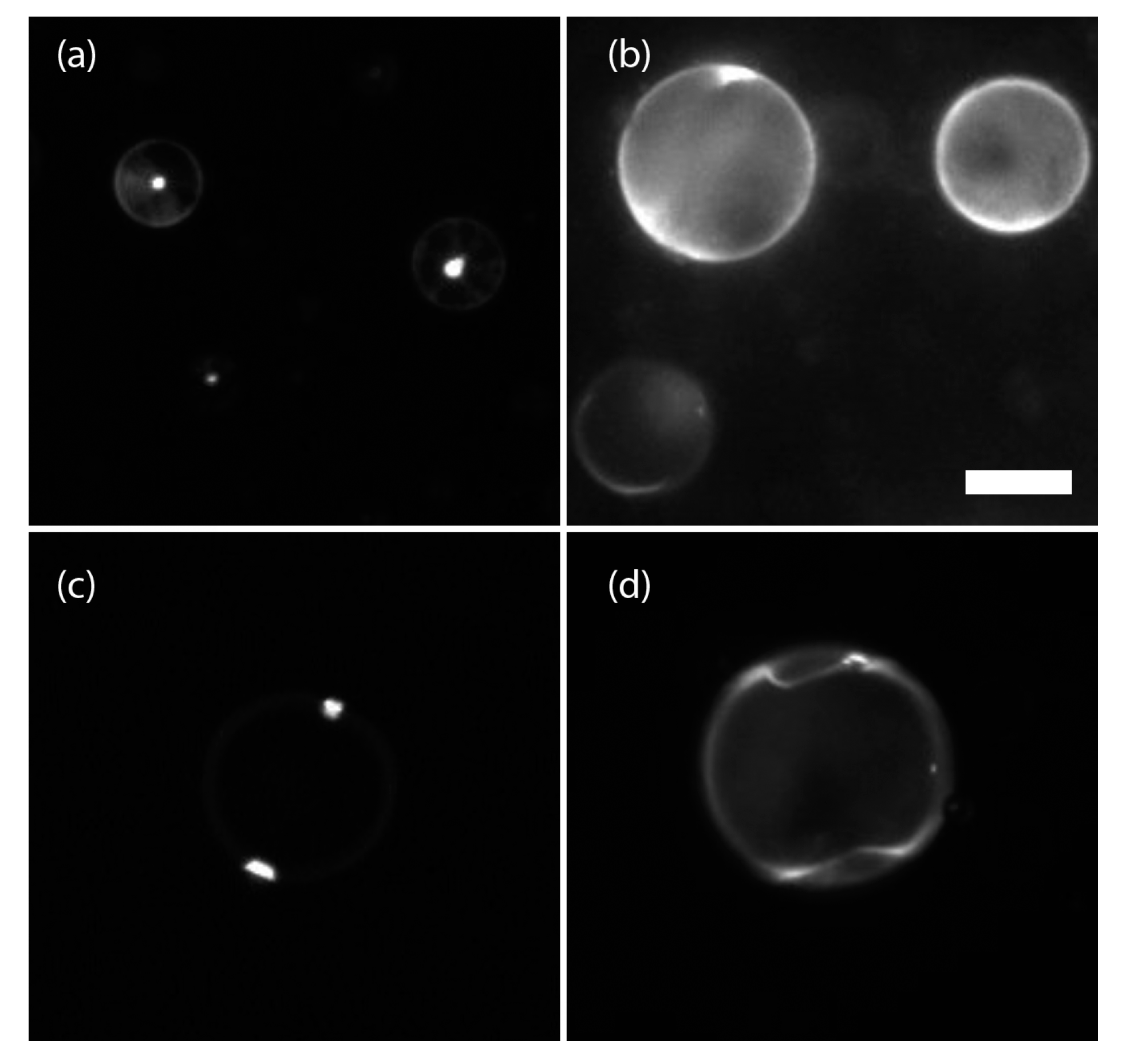 Nanomaterials 08 00146 g002 550