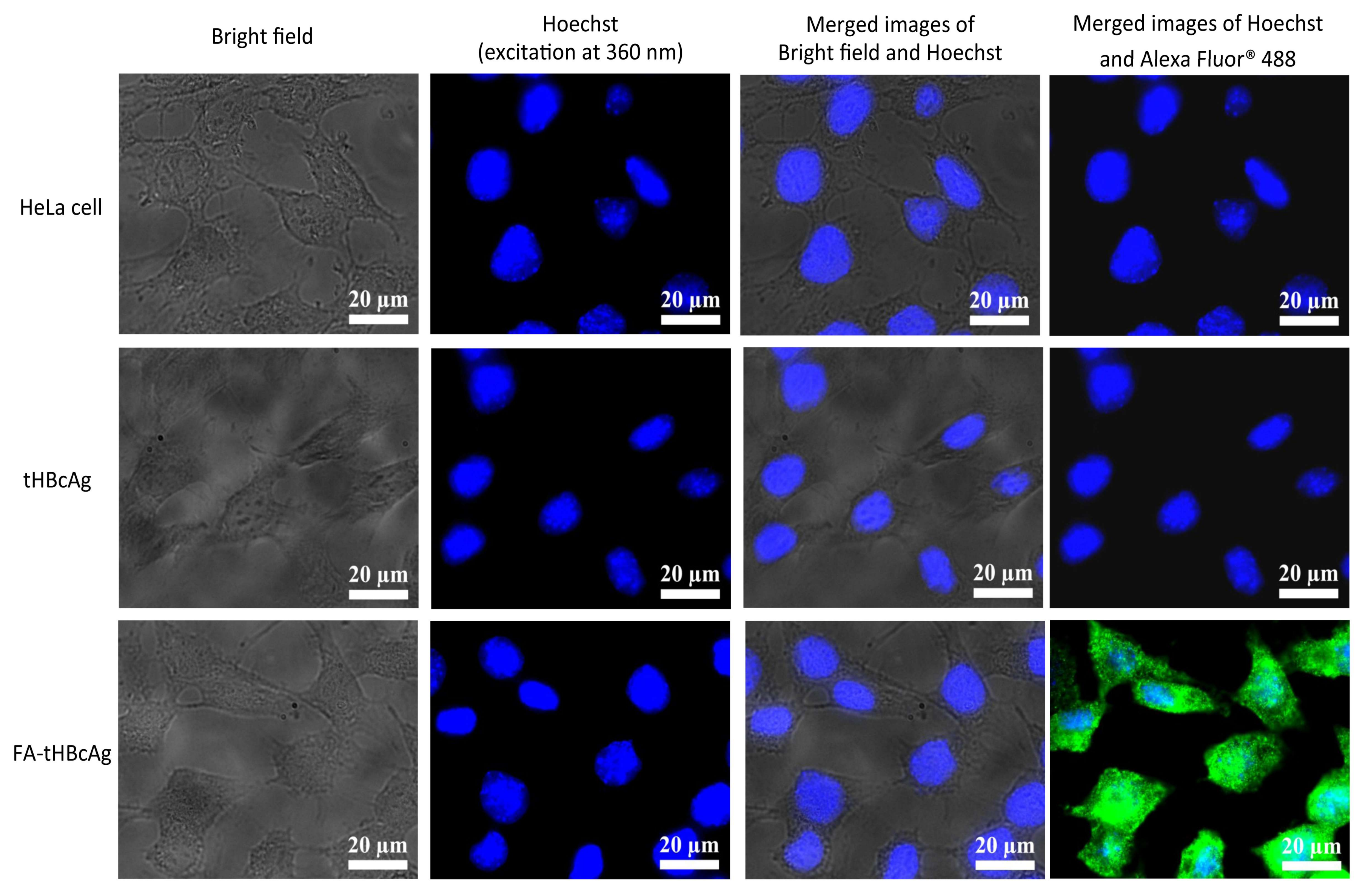 Nanomaterials 08 00236 g002