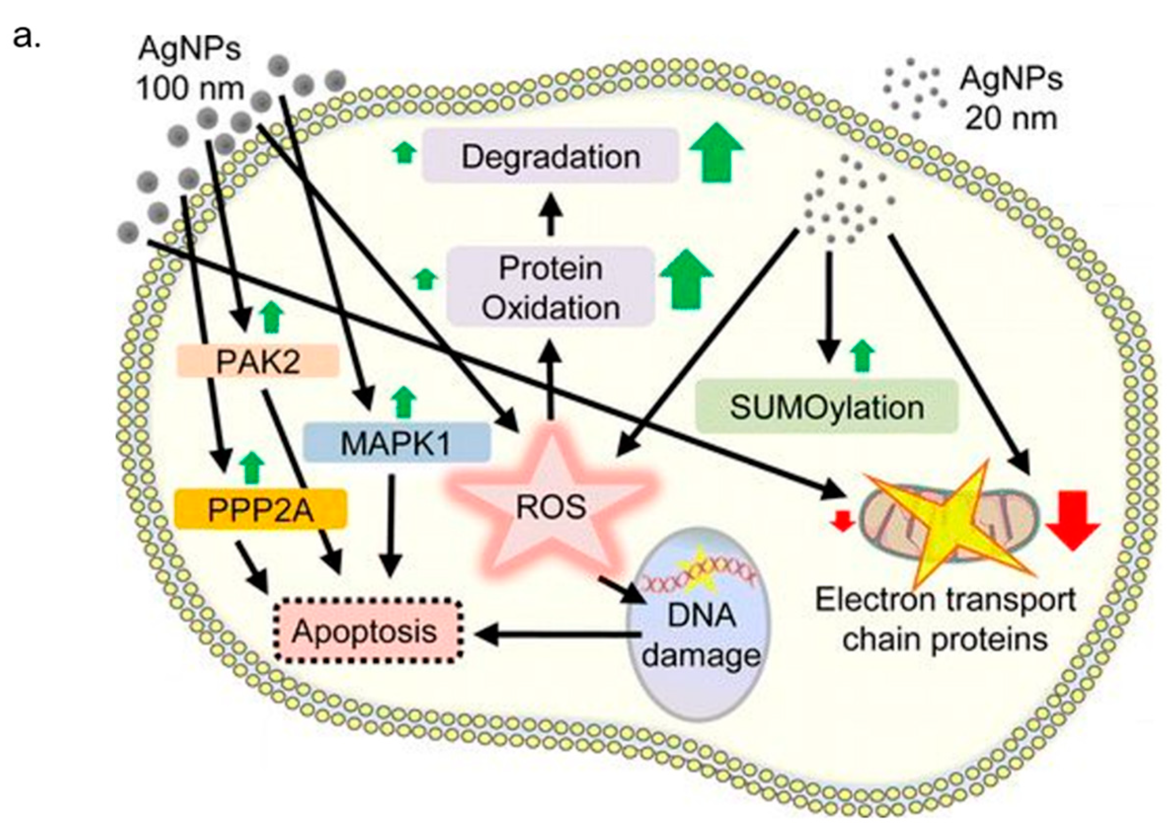 Nanomaterials 08 00319 g003a