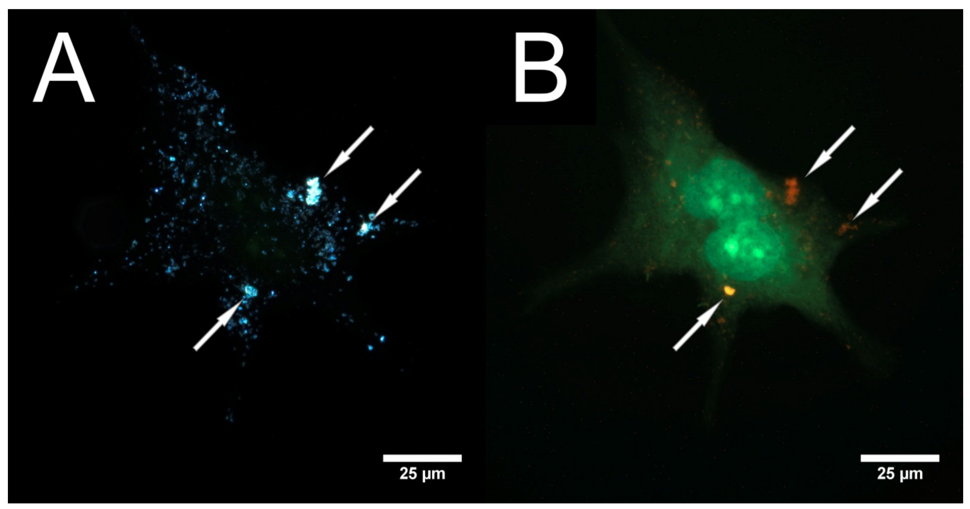 Nanomaterials 08 00391 g004
