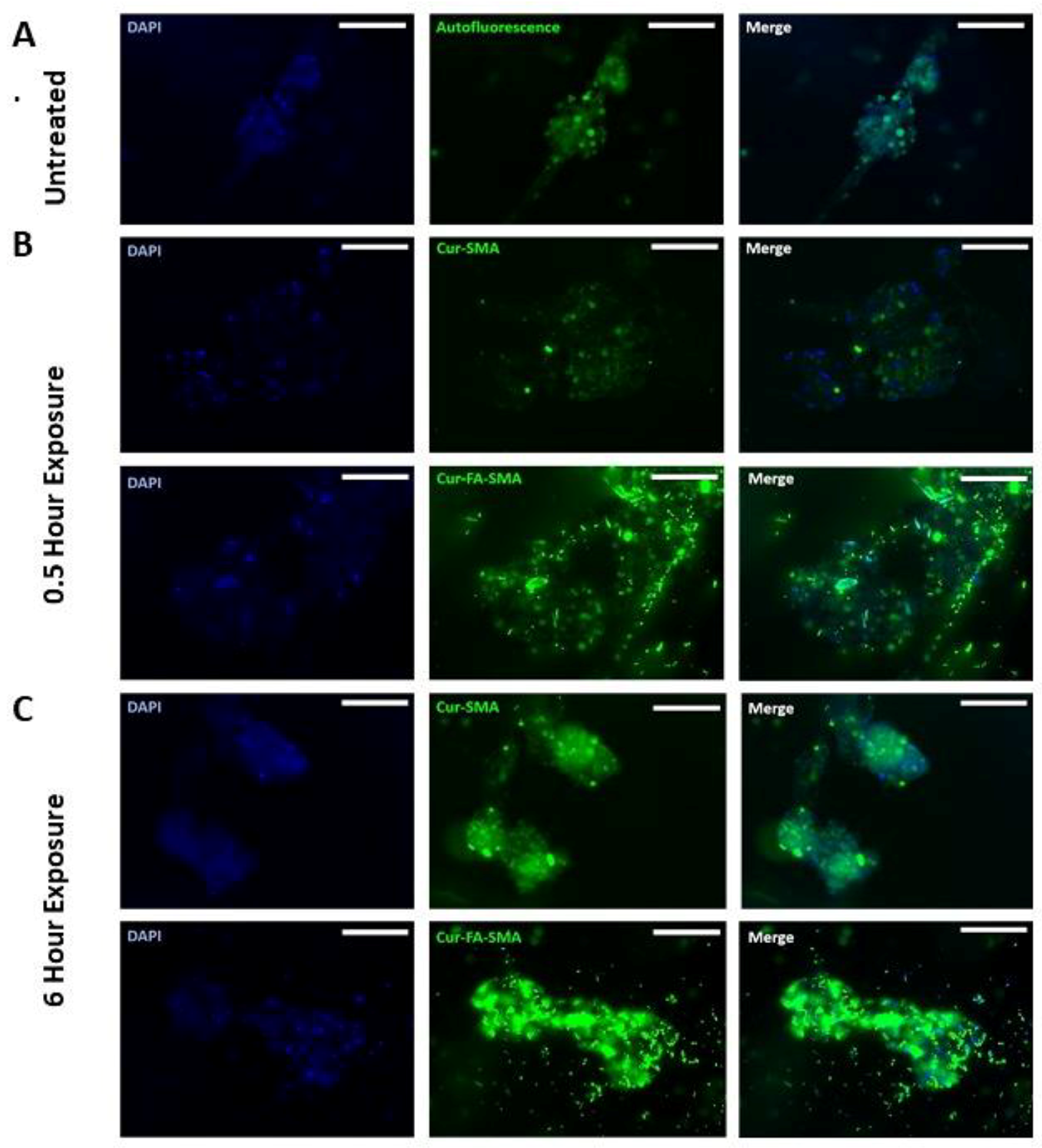 Nanomaterials 08 00588 g005