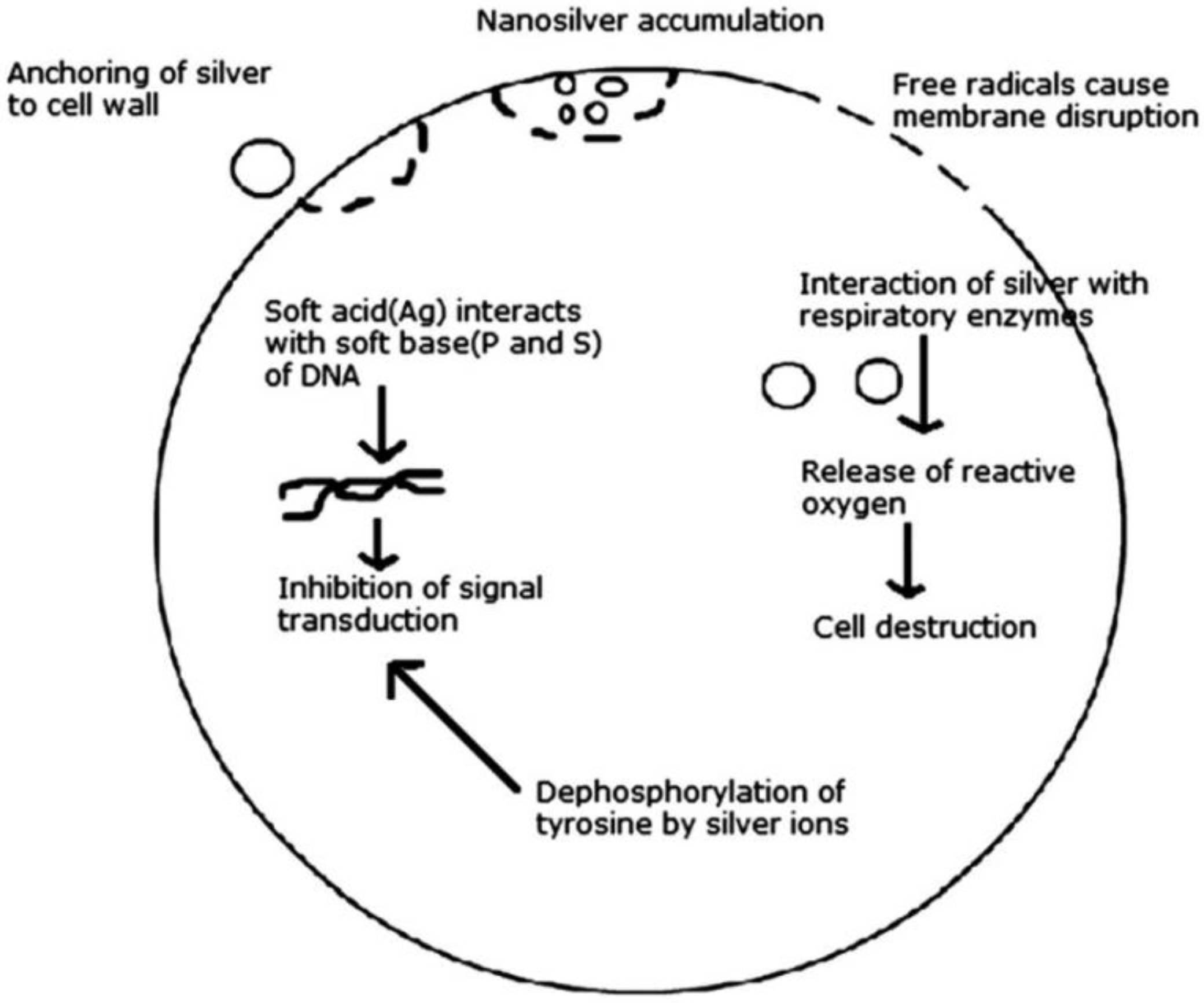 Nanomaterials 08 00681 g001