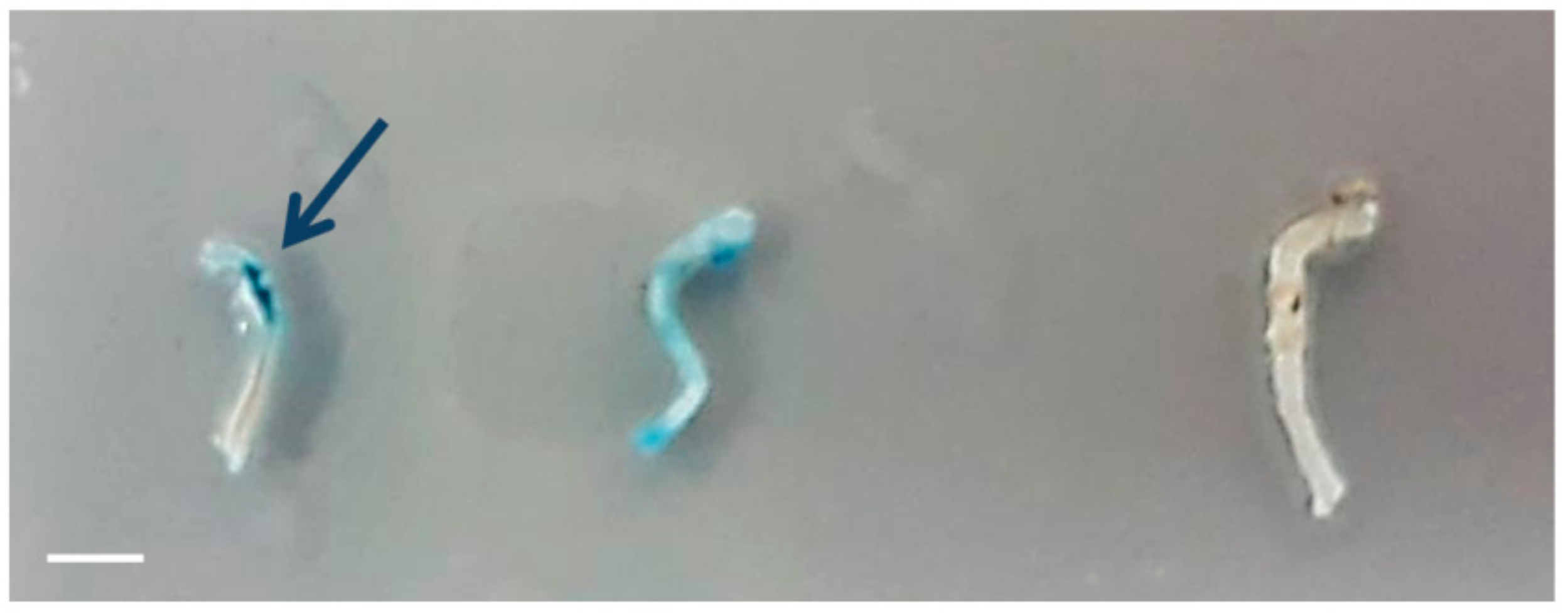 Nanomaterials 08 00707 g006