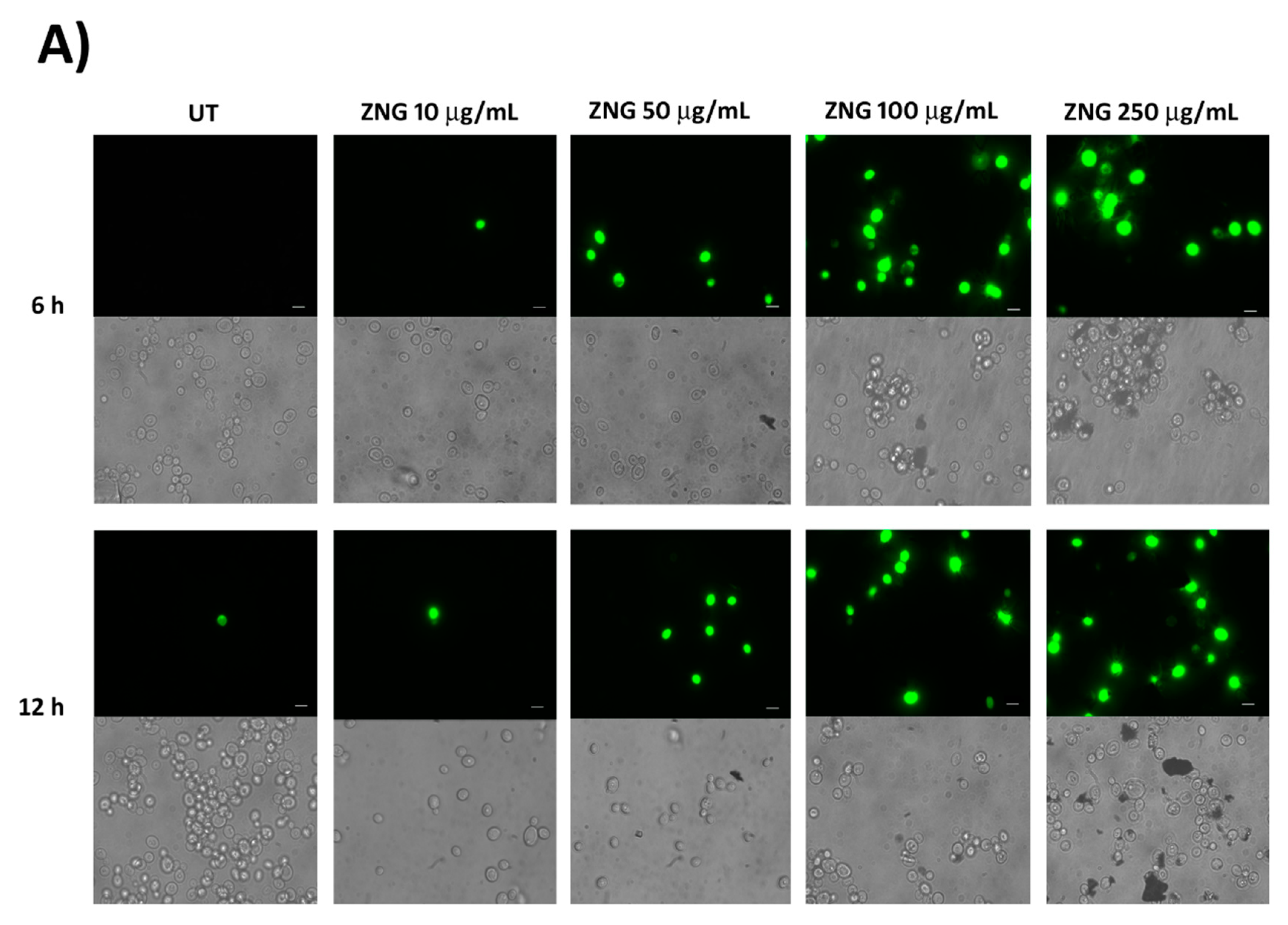Nanomaterials 08 00752 g001a Nanomaterials 08 00752 g001a