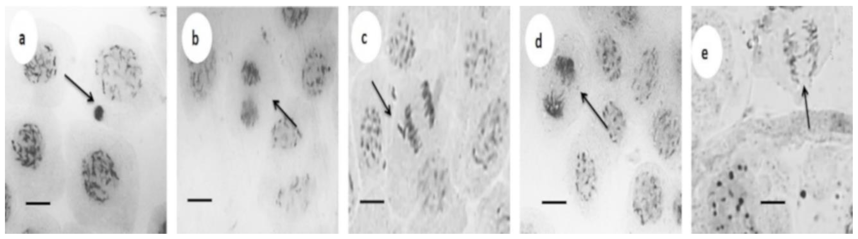 Nanomaterials 08 00754 g004