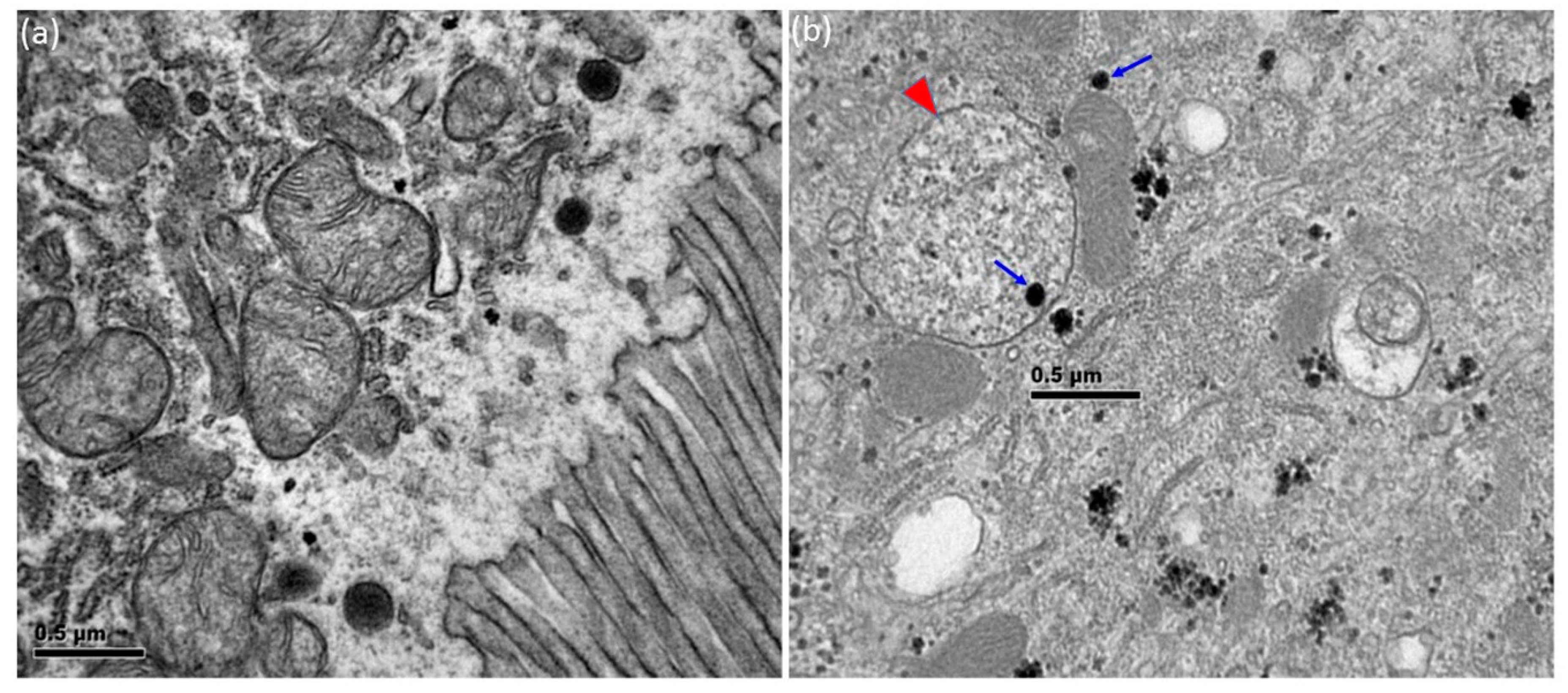Nanomaterials 08 00824 g003