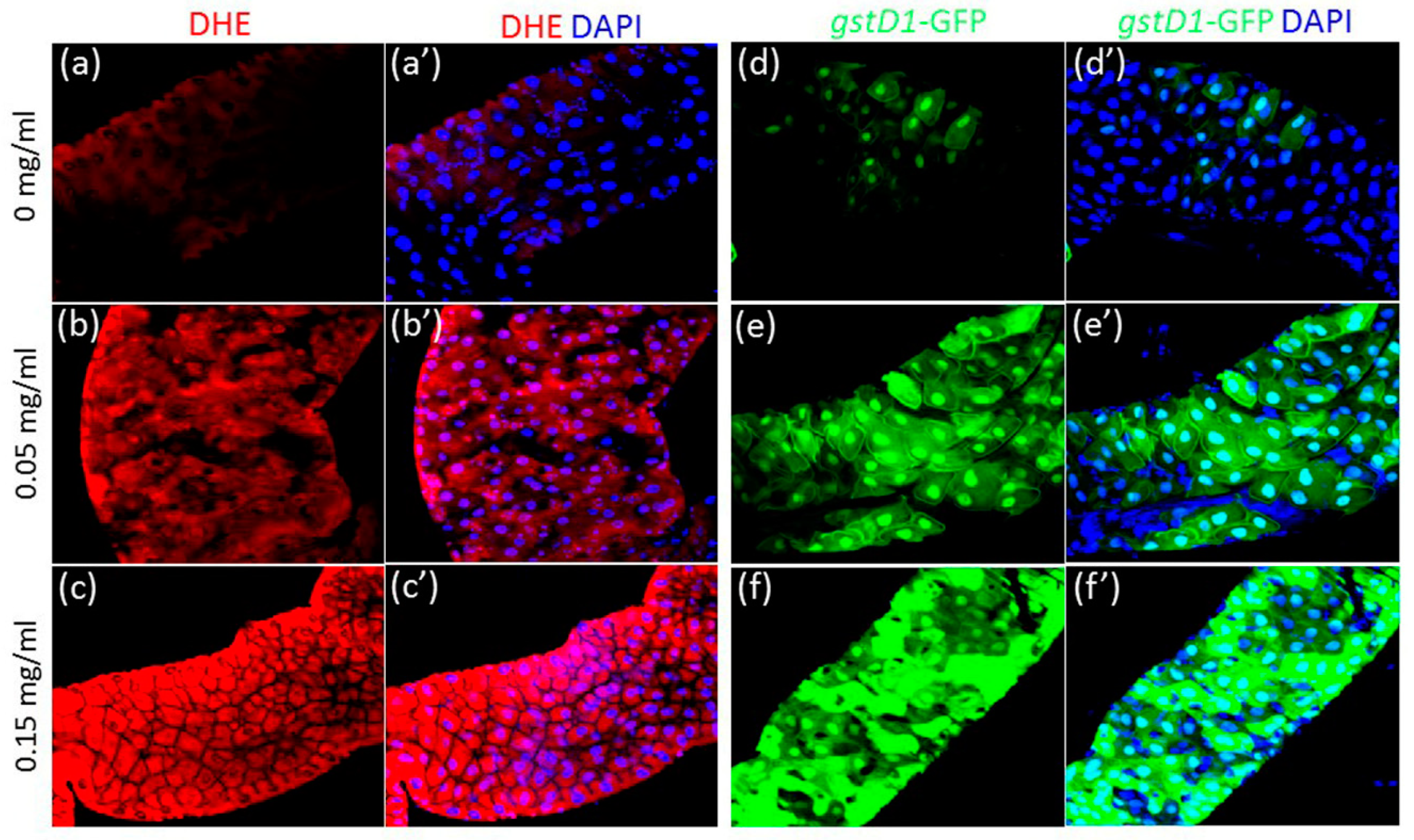 Nanomaterials 08 00824 g005