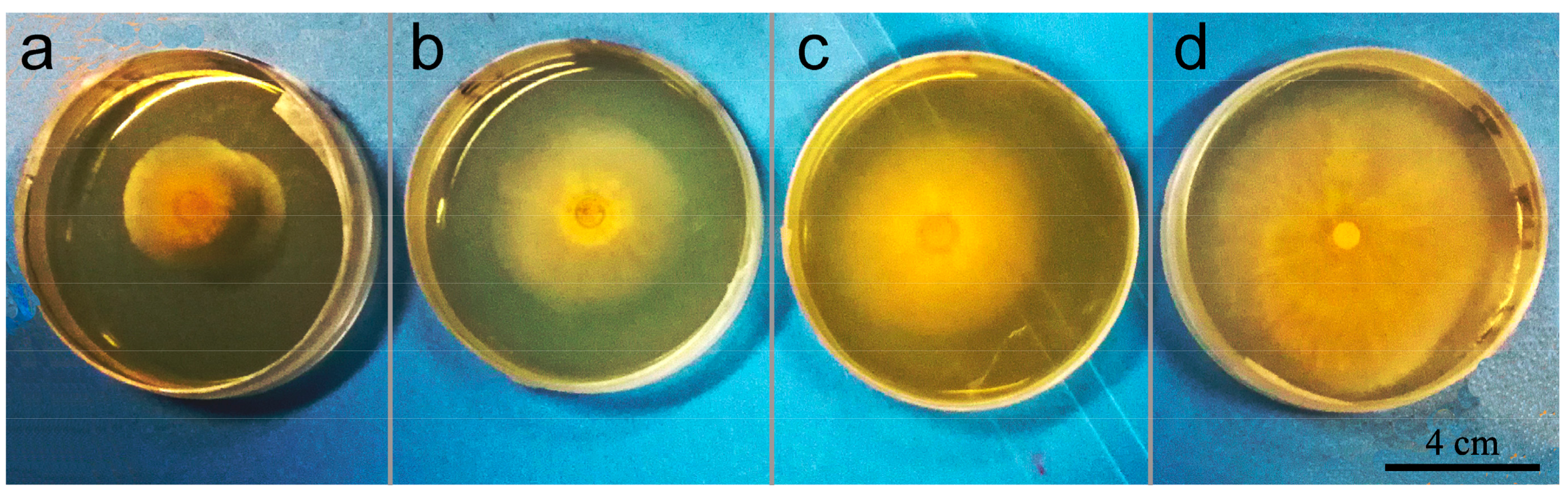 Nanomaterials 08 00857 g011