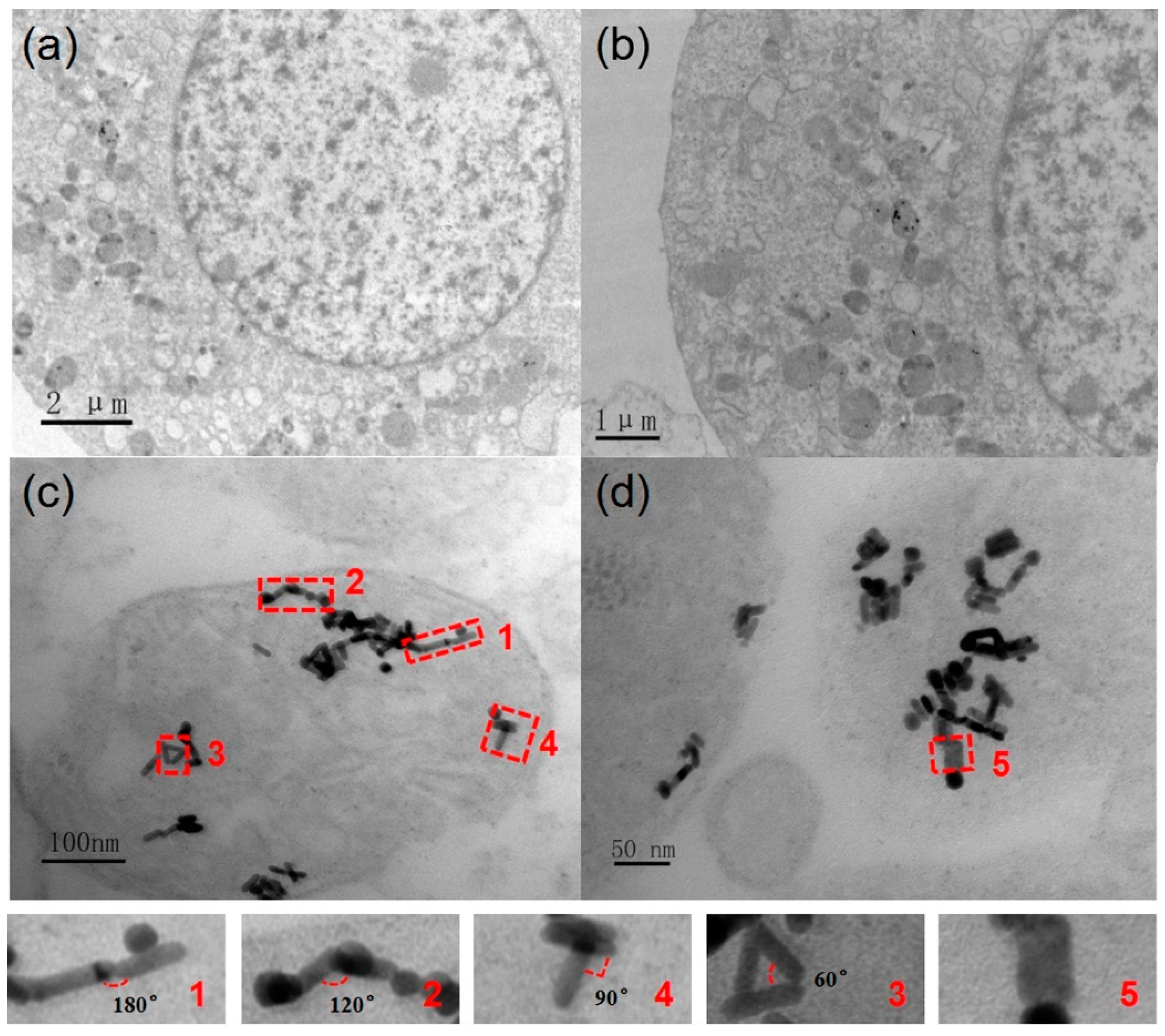 Nanomaterials 08 00880 g002 Nanomaterials 08 00880 g002