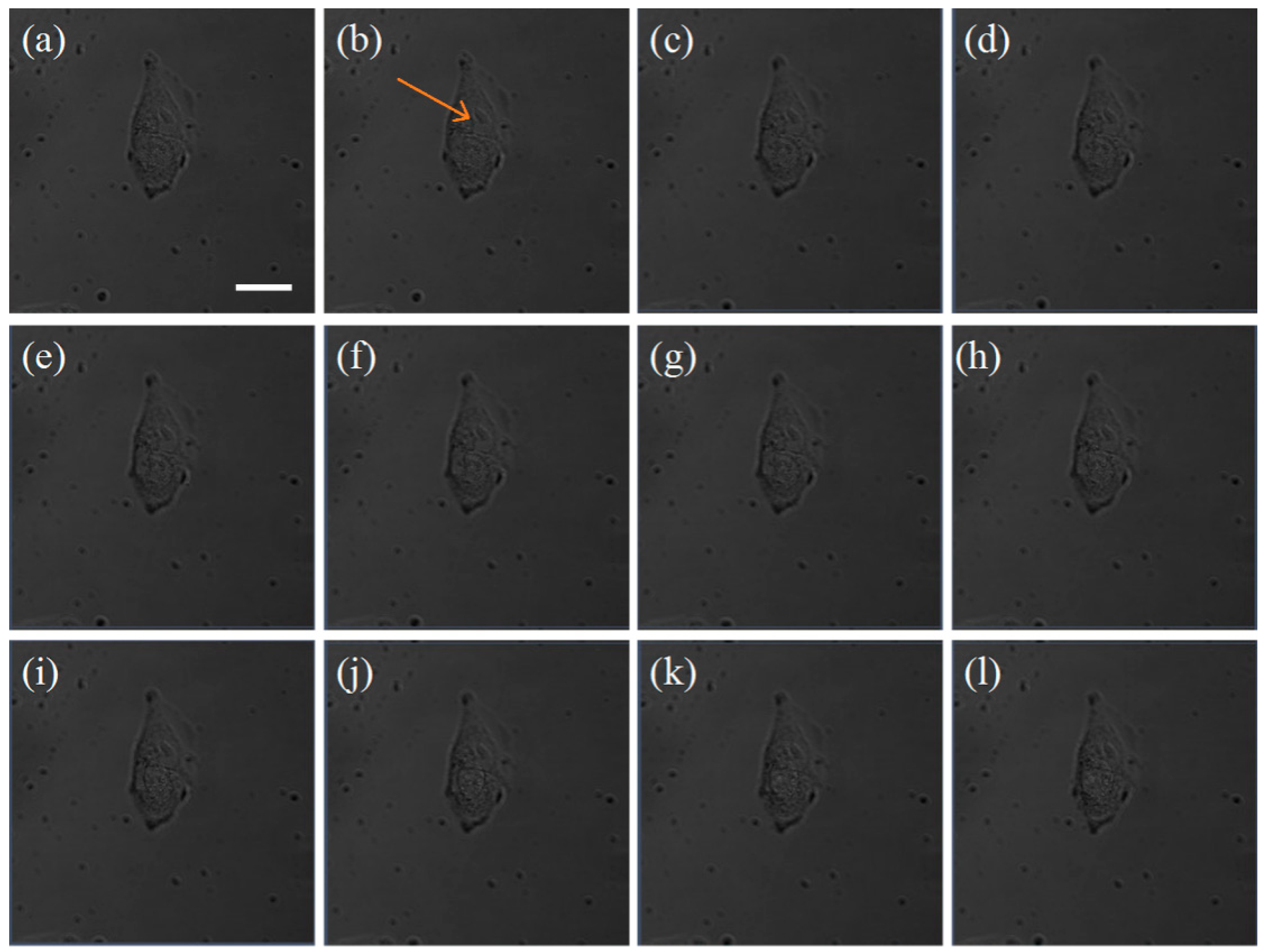 Nanomaterials 08 00880 g005 Nanomaterials 08 00880 g005