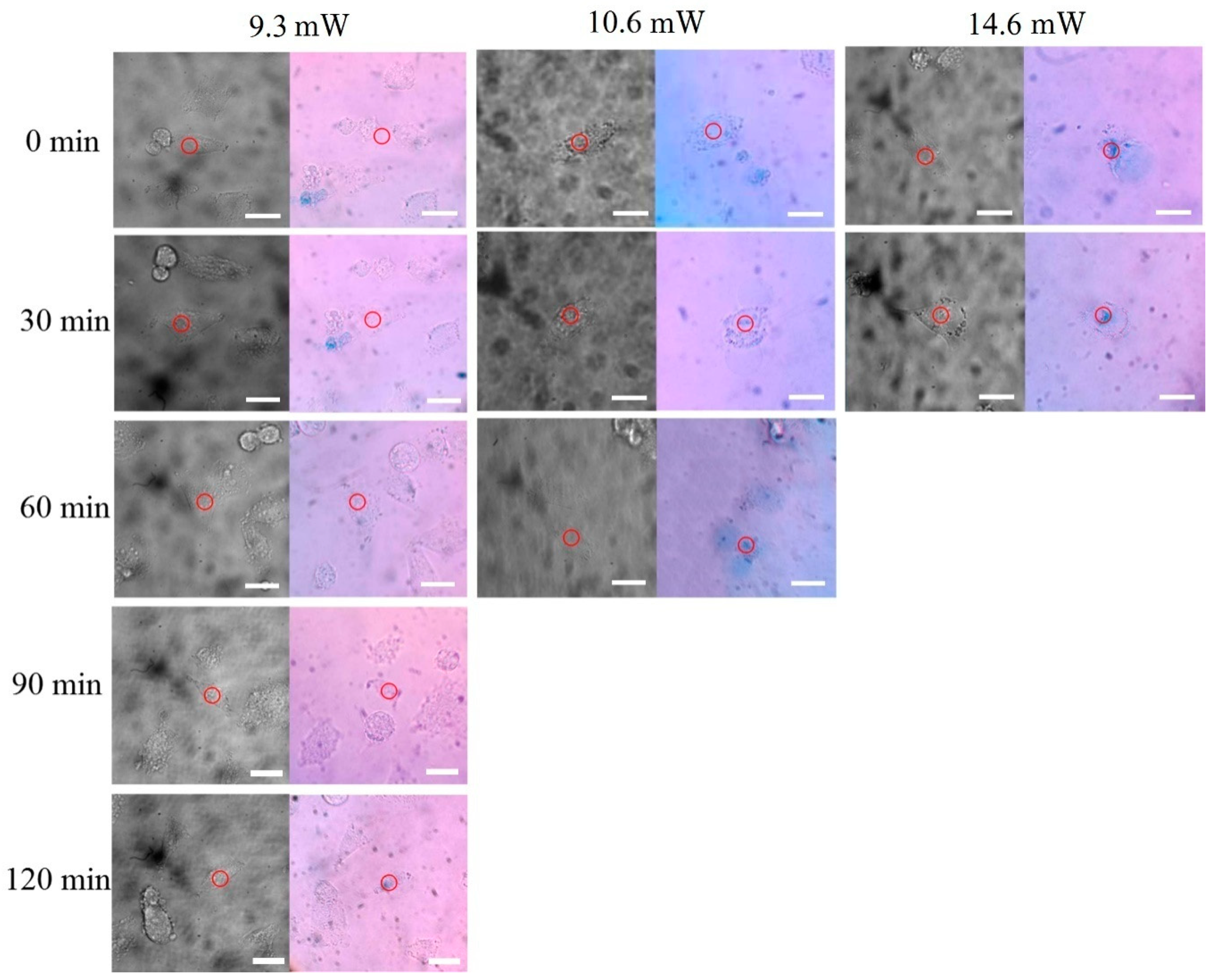Nanomaterials 08 00880 g007 Nanomaterials 08 00880 g007