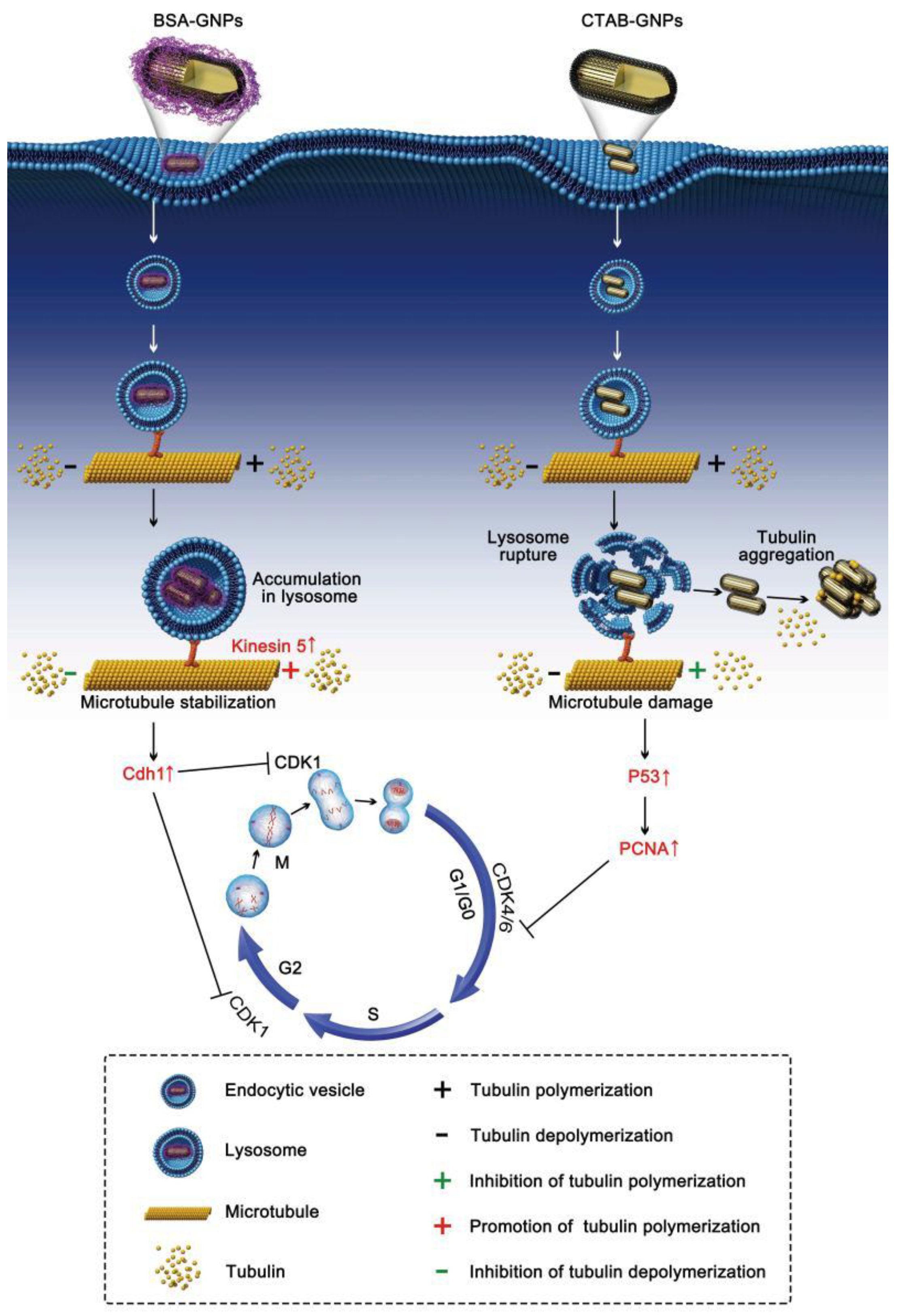 Nanomaterials 08 01063 g005 Nanomaterials 08 01063 g005