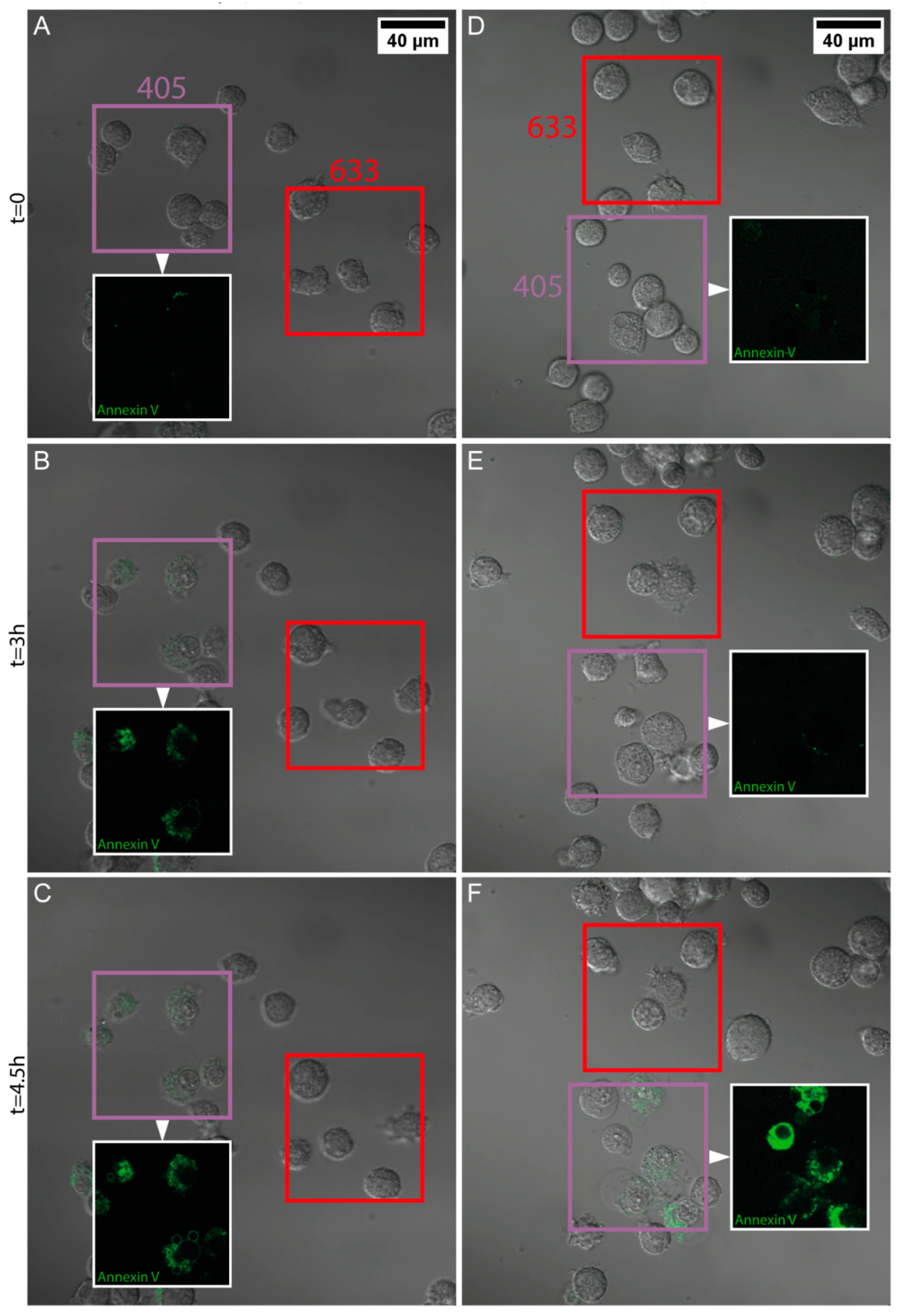 Nanomaterials 08 01065 g003