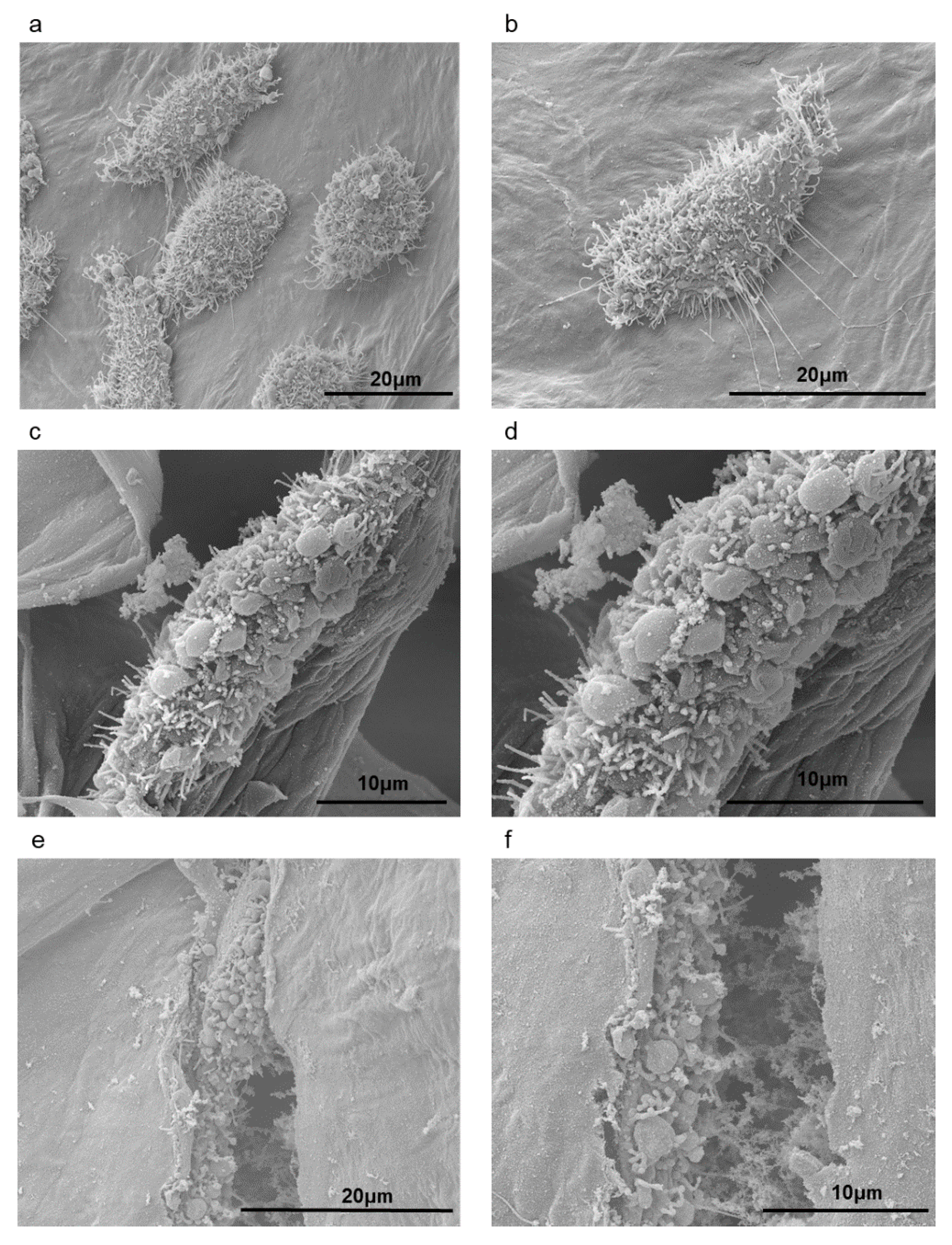 Nanomaterials 09 00078 g007 Nanomaterials 09 00078 g007